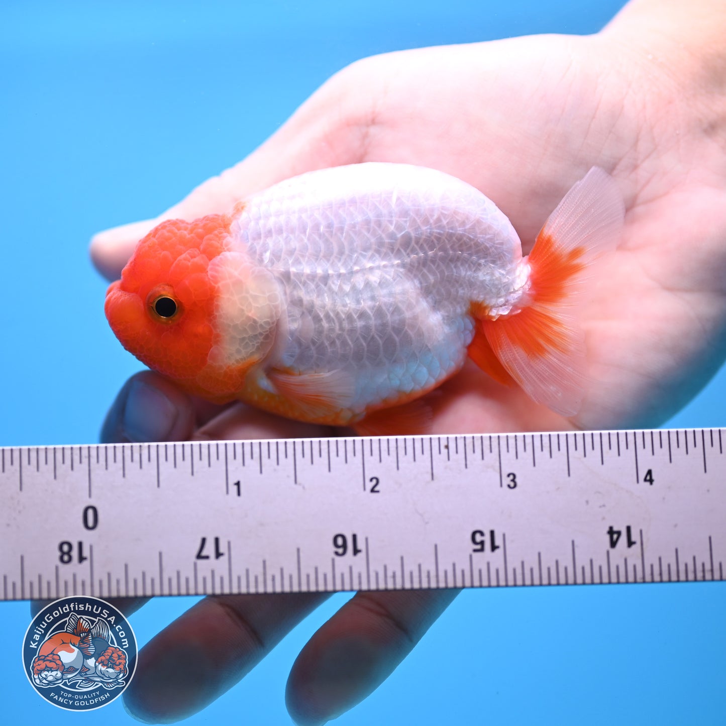 2 Pack Ranchu  3-3.5 inches - Unsexed (241115_RC04) - Kaiju Goldfish USA