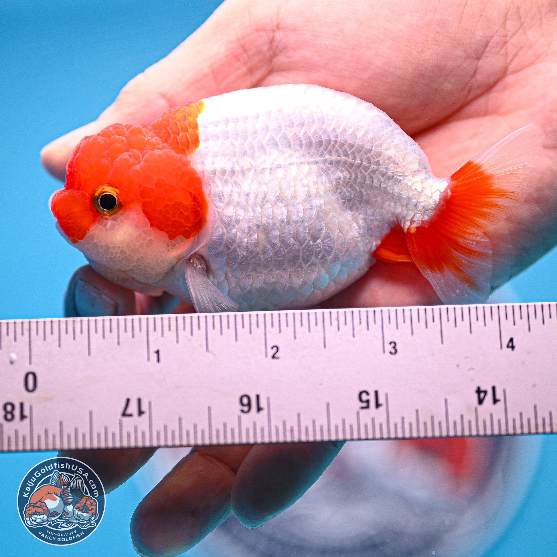 2 Pack Ranchu  3-3.5 inches - Unsexed (241122_RC04) - Kaiju Goldfish USA