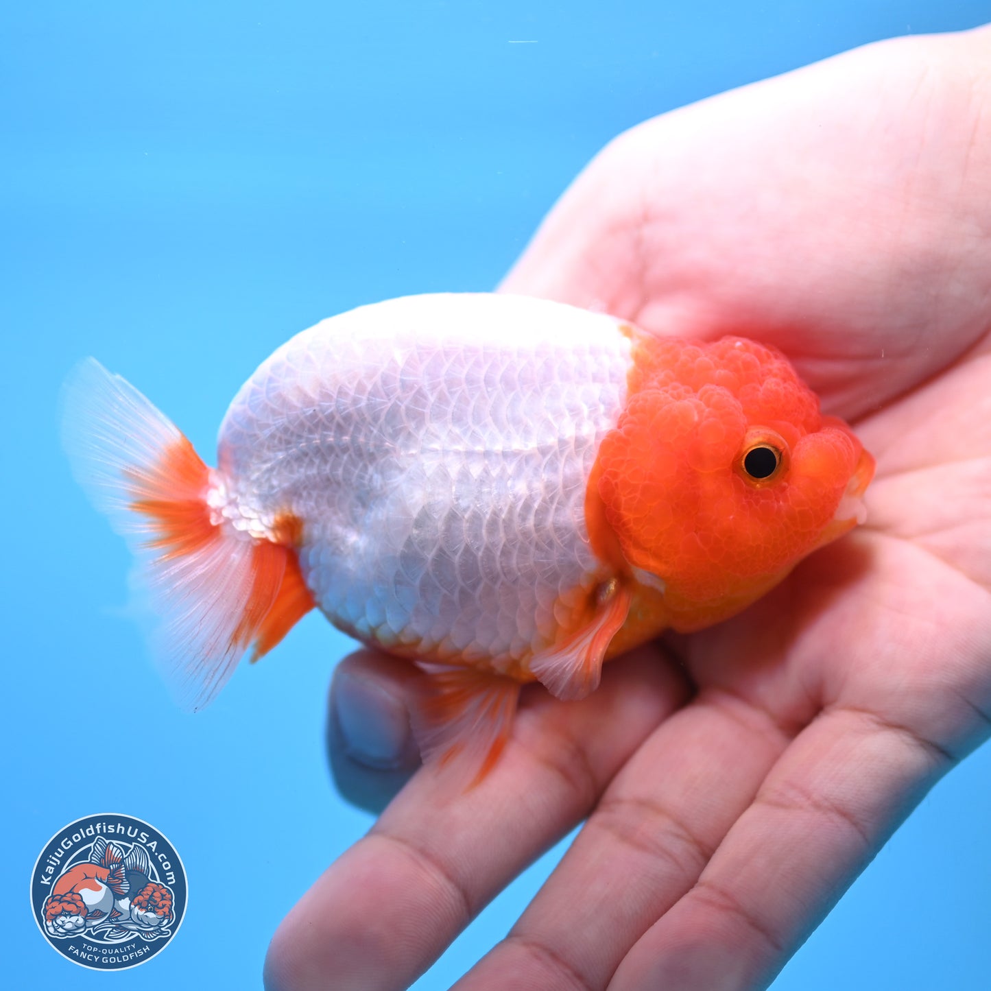 2 Pack Ranchu  3-3.5 inches - Unsexed (241115_RC04) - Kaiju Goldfish USA