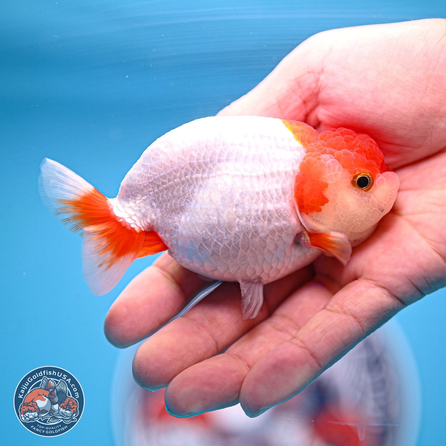 2 Pack Ranchu  3-3.5 inches - Unsexed (241122_RC04) - Kaiju Goldfish USA