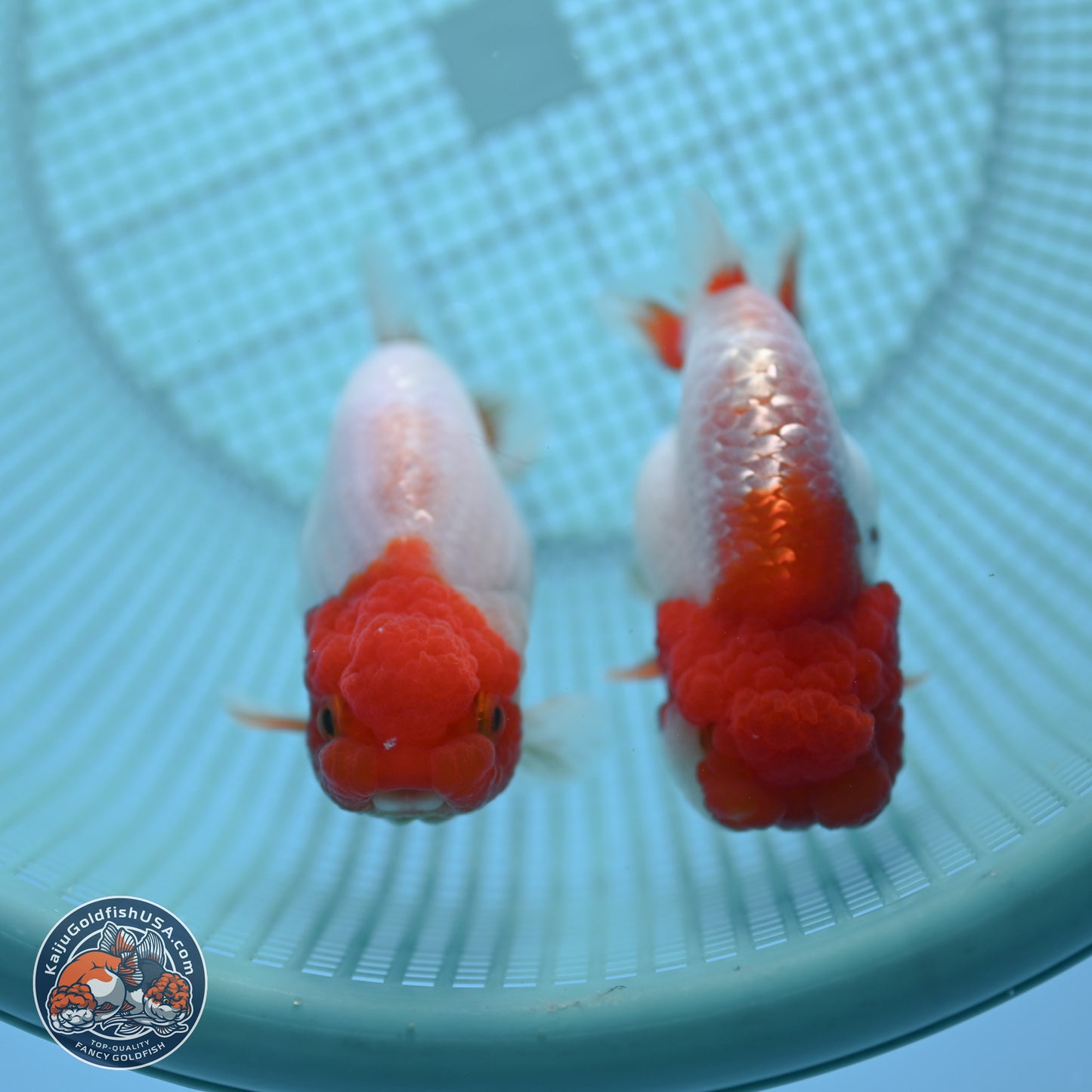 2 Pack Ranchu  3-3.5 inches - Unsexed (241115_RC04) - Kaiju Goldfish USA