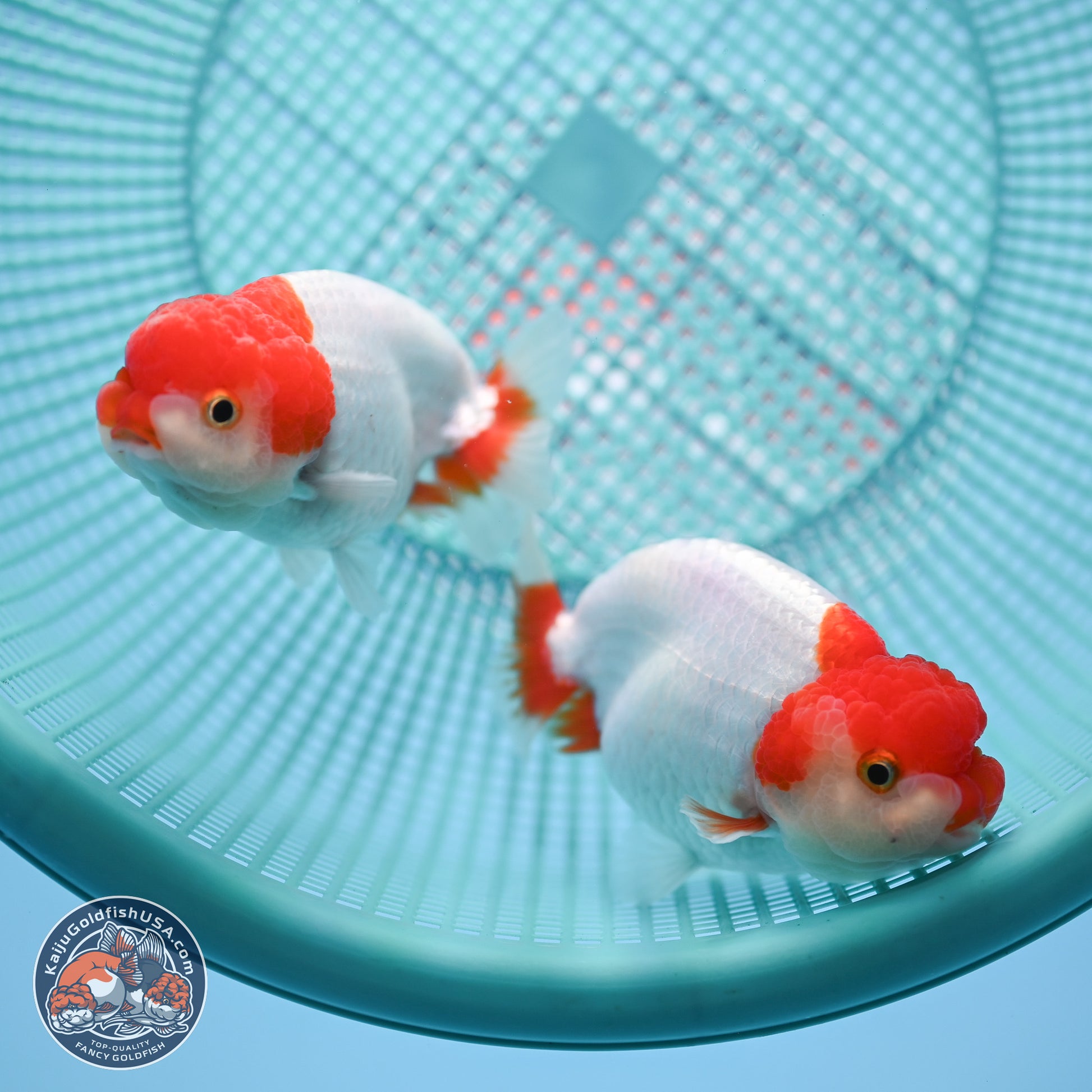 2 Pack Ranchu  3-3.5 inches - Unsexed (241122_RC04) - Kaiju Goldfish USA