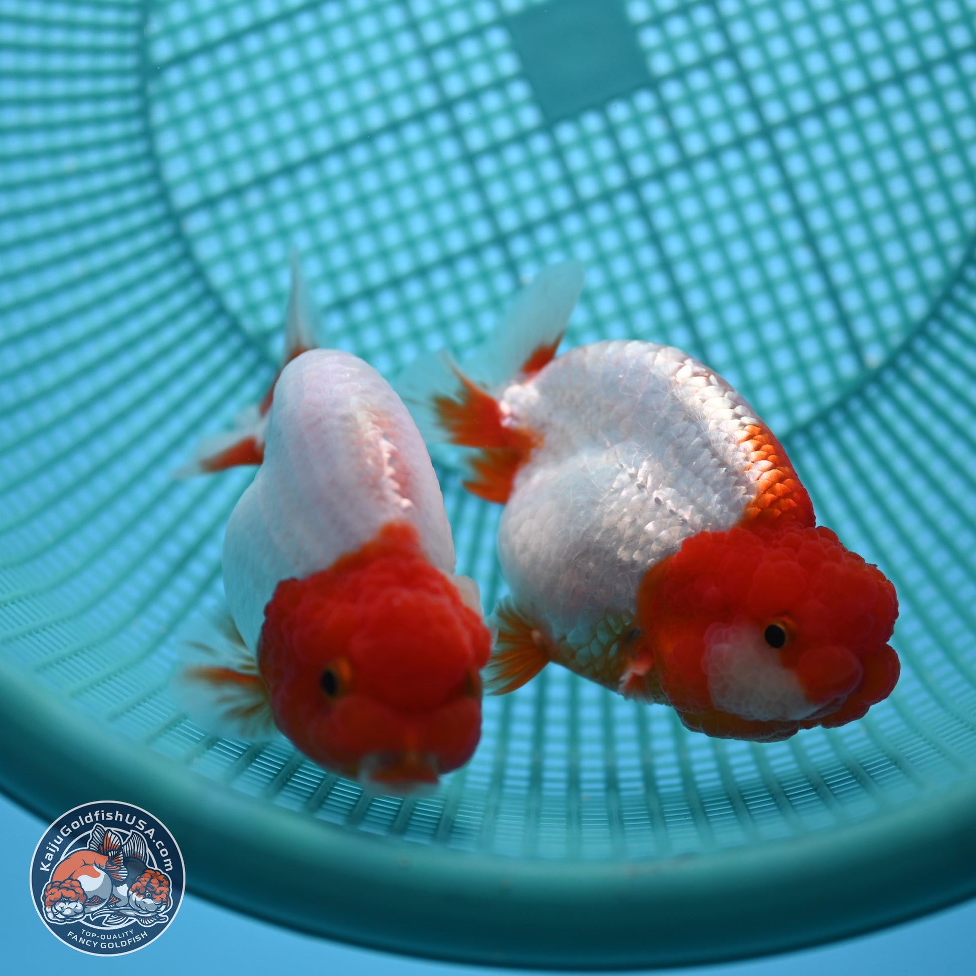 2 Pack Ranchu  3-3.5 inches - Unsexed (241115_RC04) - Kaiju Goldfish USA