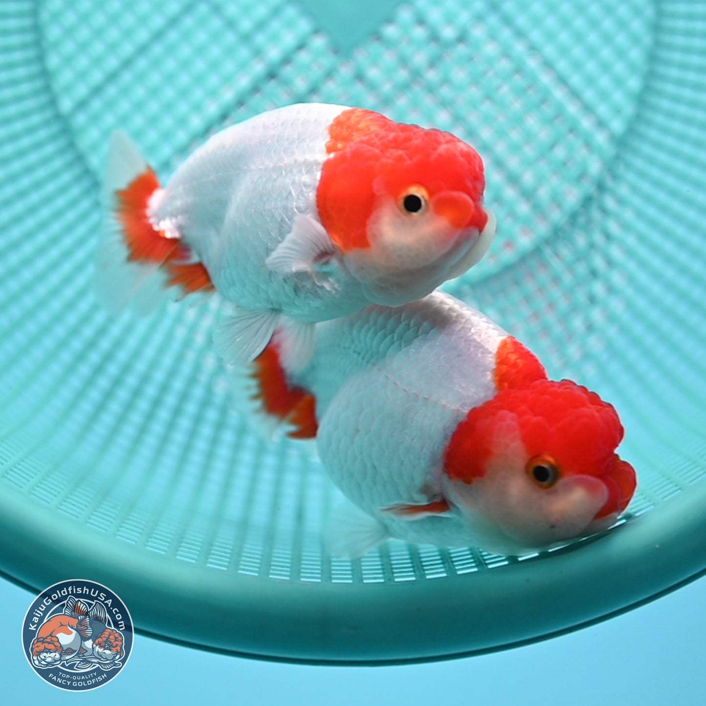 2 Pack Ranchu  3-3.5 inches - Unsexed (241122_RC04) - Kaiju Goldfish USA