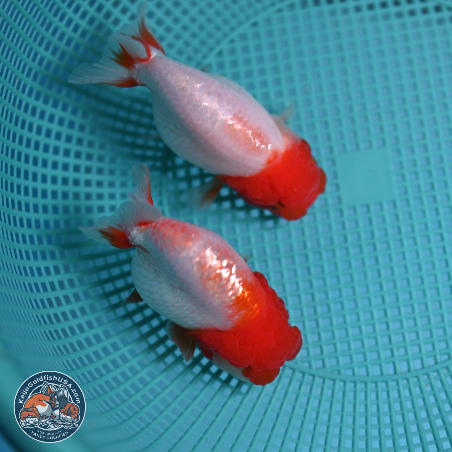 2 Pack Ranchu  3-3.5 inches - Unsexed (241115_RC04) - Kaiju Goldfish USA