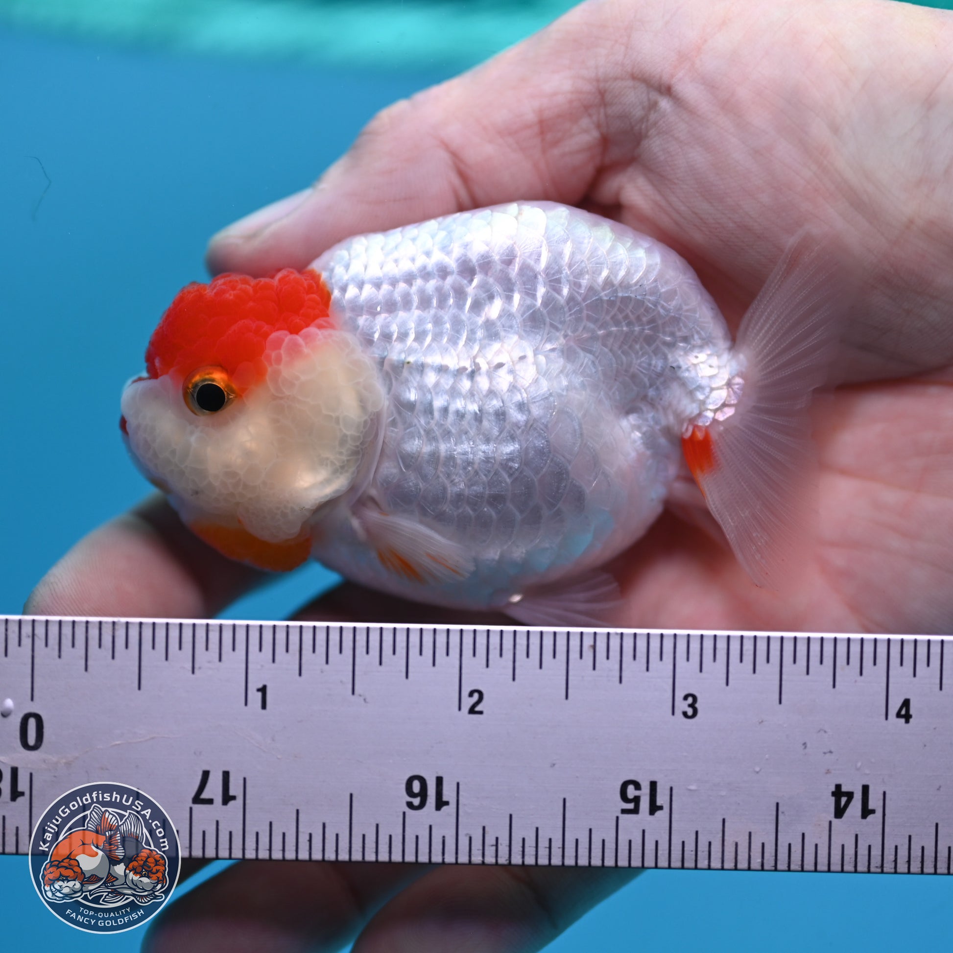 2 Pack Ranchu  3-3.5 inches - Unsexed (241129_RC04) - Kaiju Goldfish USA