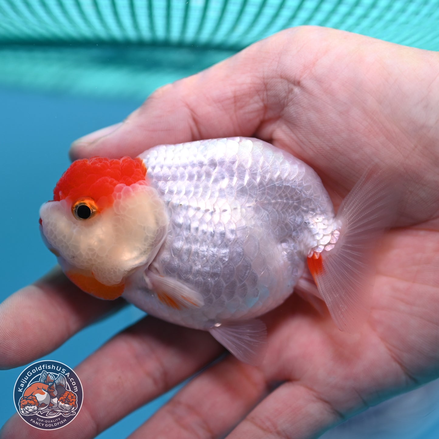 2 Pack Ranchu  3-3.5 inches - Unsexed (241129_RC04) - Kaiju Goldfish USA