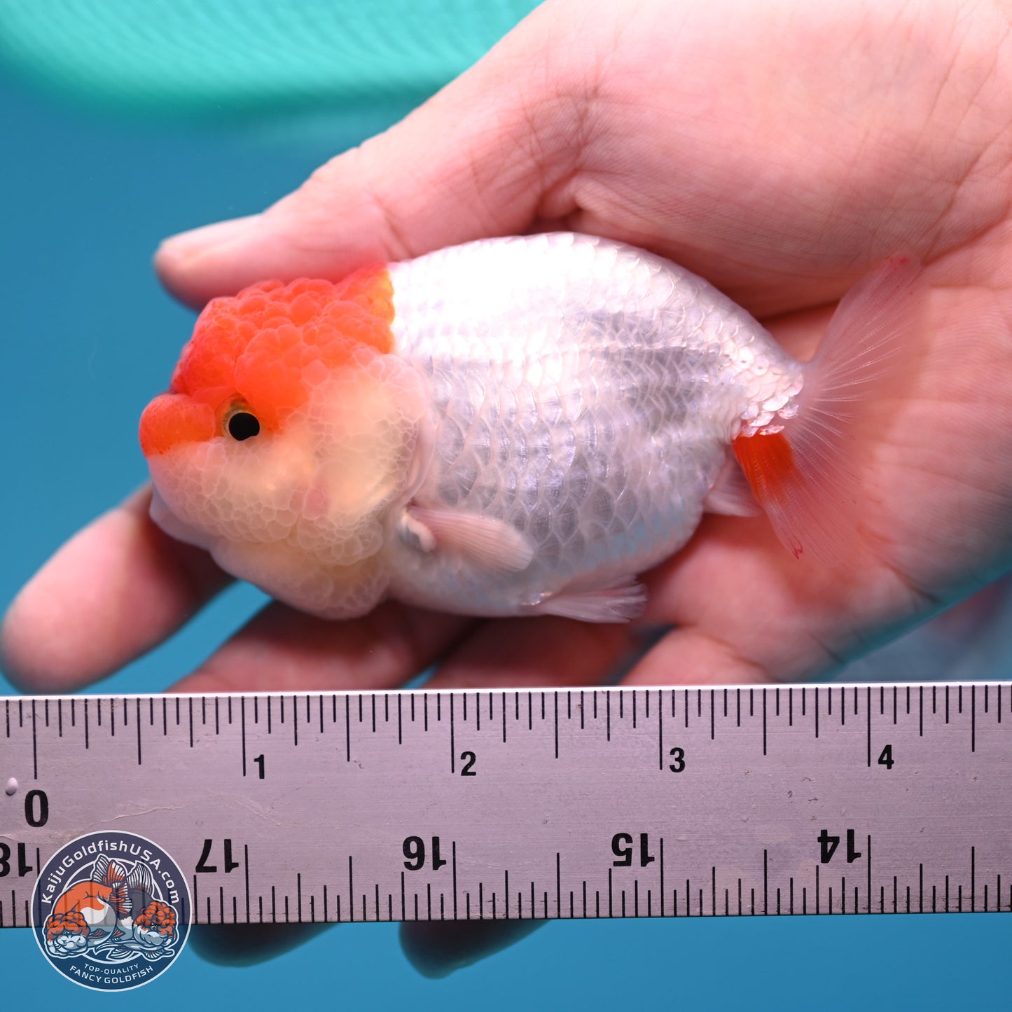 2 Pack Ranchu  3-3.5 inches - Unsexed (241129_RC04) - Kaiju Goldfish USA