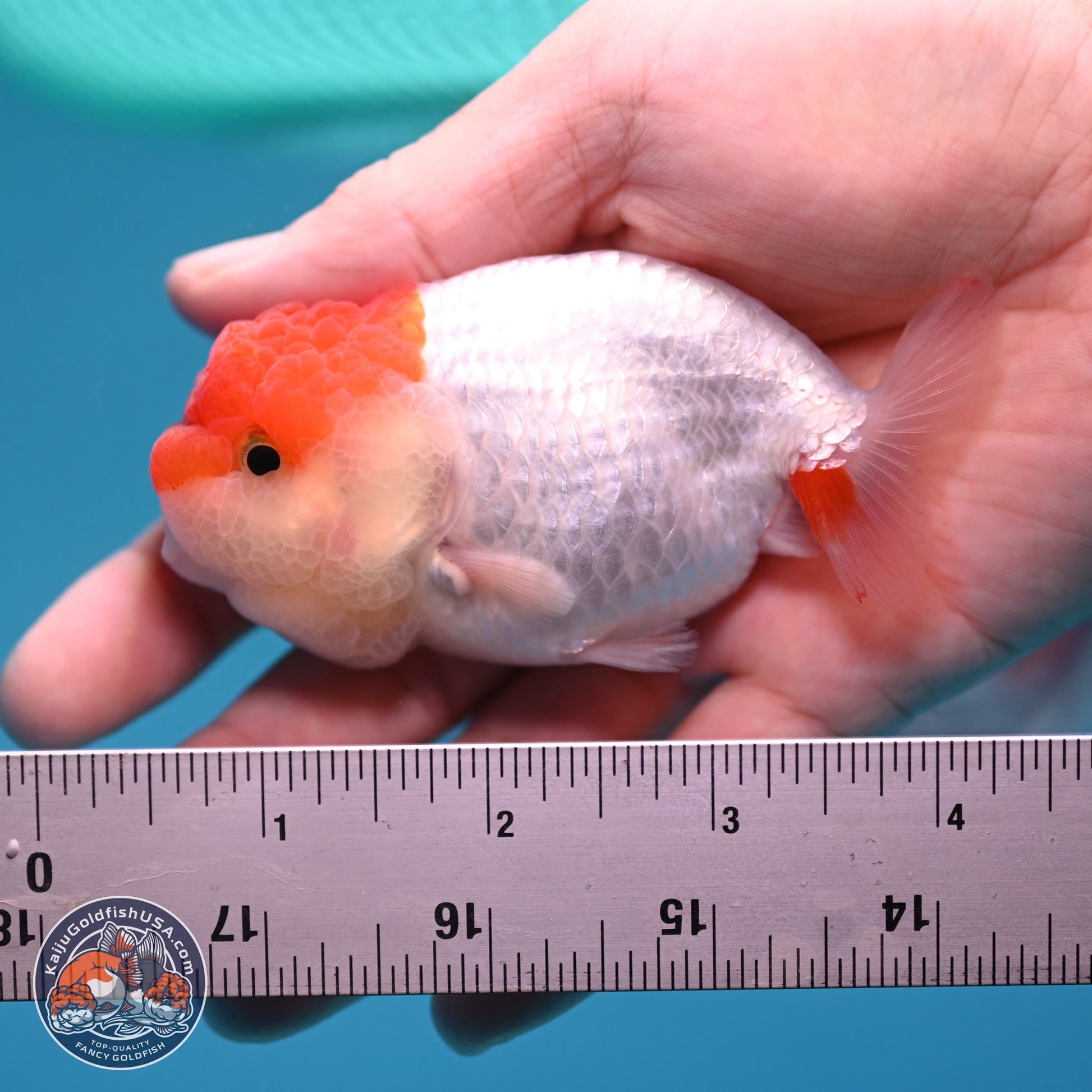 2 Pack Ranchu  3-3.5 inches - Unsexed (241129_RC04) - Kaiju Goldfish USA