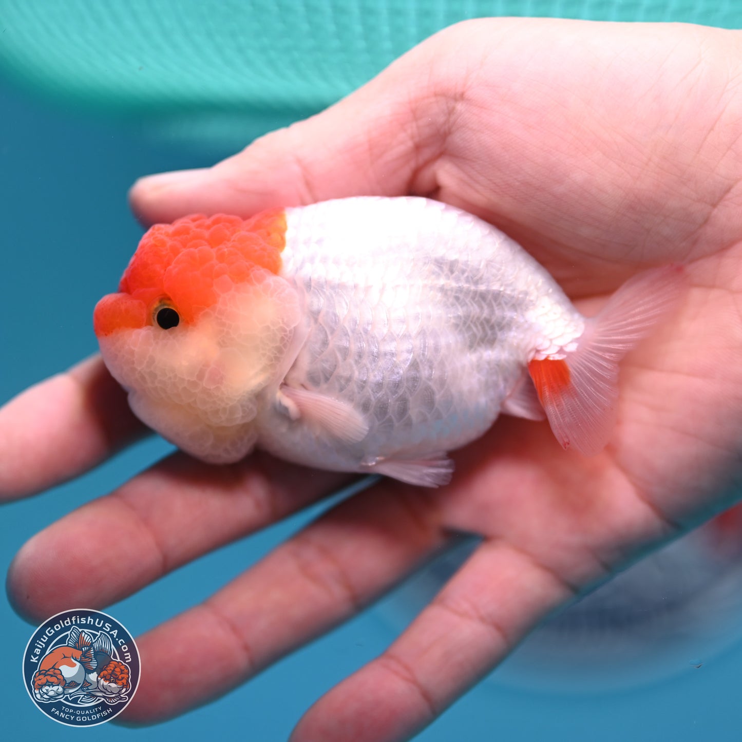 2 Pack Ranchu  3-3.5 inches - Unsexed (241129_RC04) - Kaiju Goldfish USA