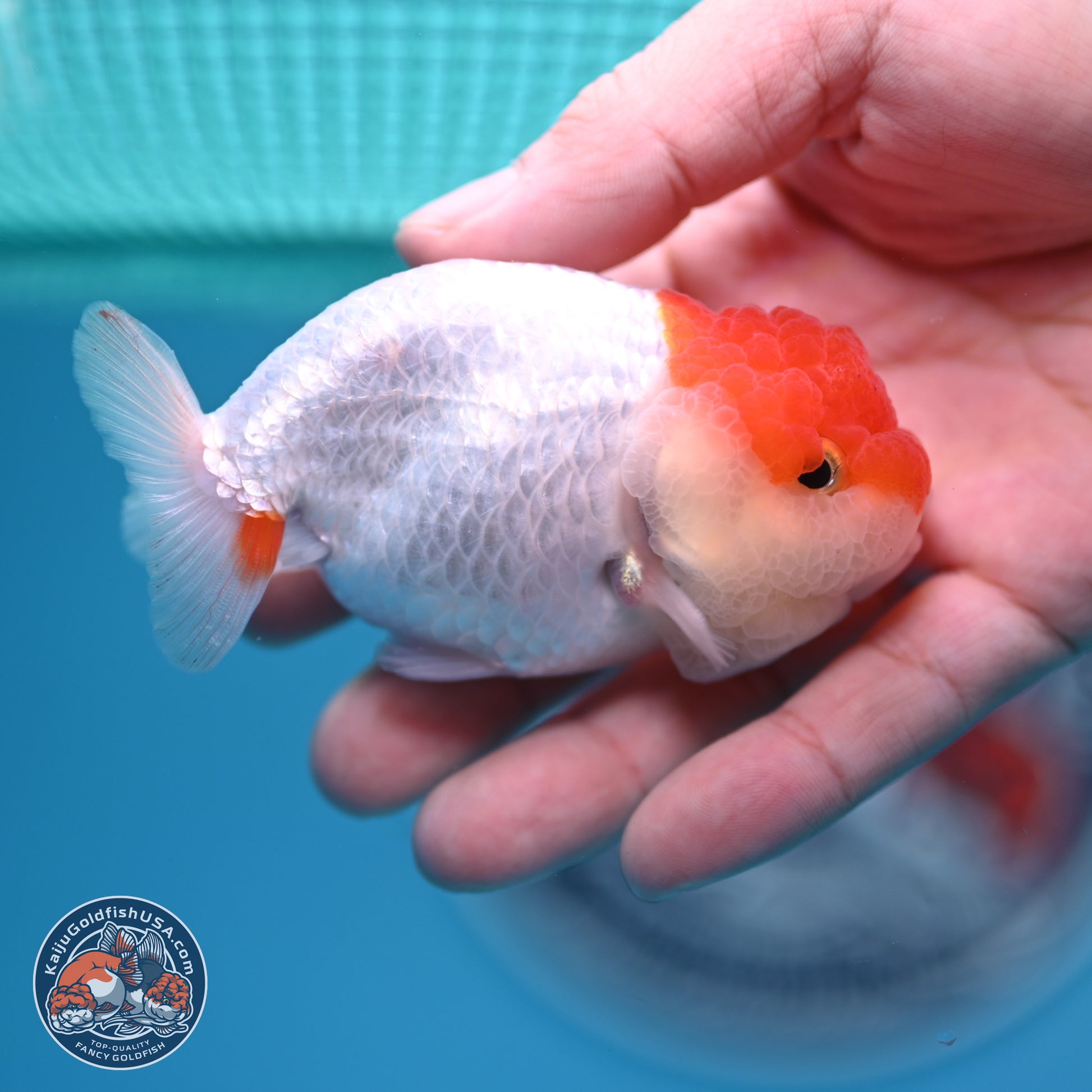 2 Pack Ranchu  3-3.5 inches - Unsexed (241129_RC04) - Kaiju Goldfish USA