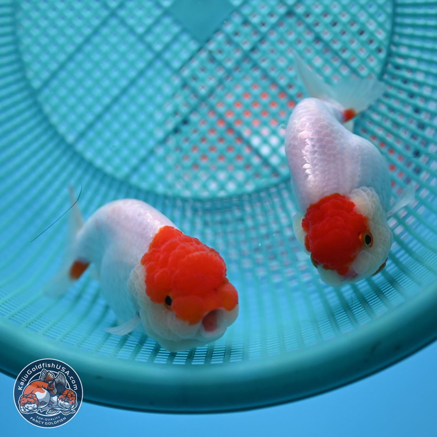 2 Pack Ranchu  3-3.5 inches - Unsexed (241129_RC04) - Kaiju Goldfish USA