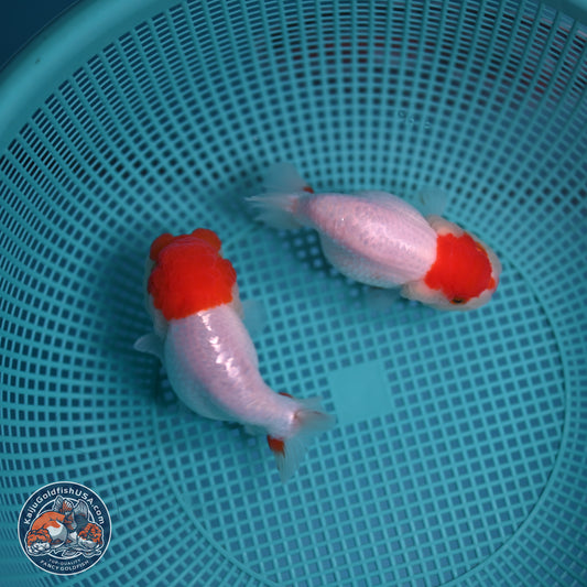 2 Pack Ranchu  3-3.5 inches - Unsexed (241129_RC04) - Kaiju Goldfish USA