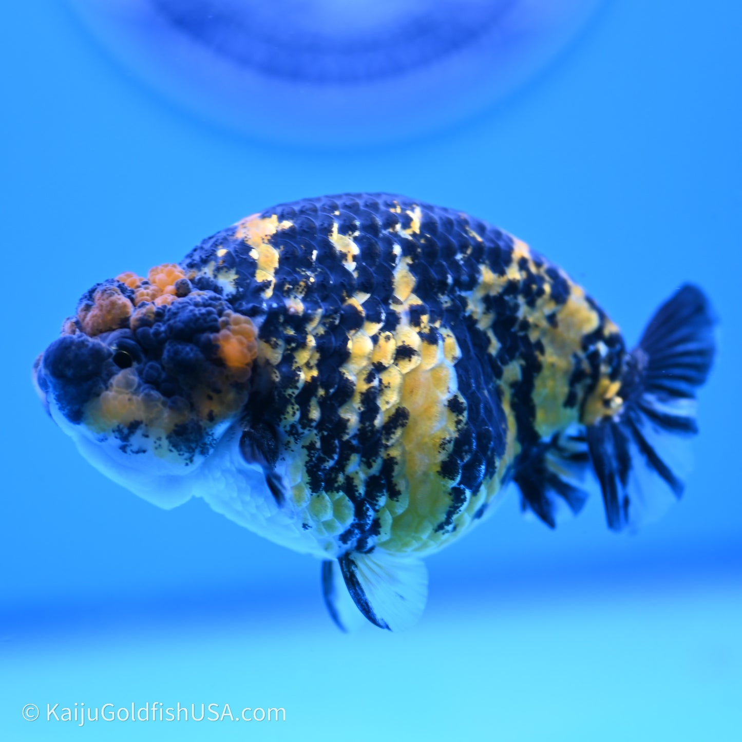 Tiger Ranchu 3.8 inches (240719_RC05) - Kaiju Goldfish USA