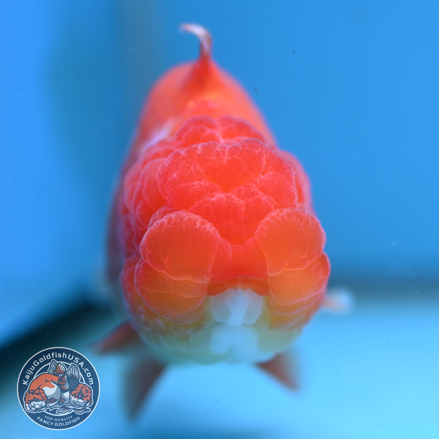 Red White Sharkfin  Buffalo Ranchu 4 inch Body (251003_RC05)