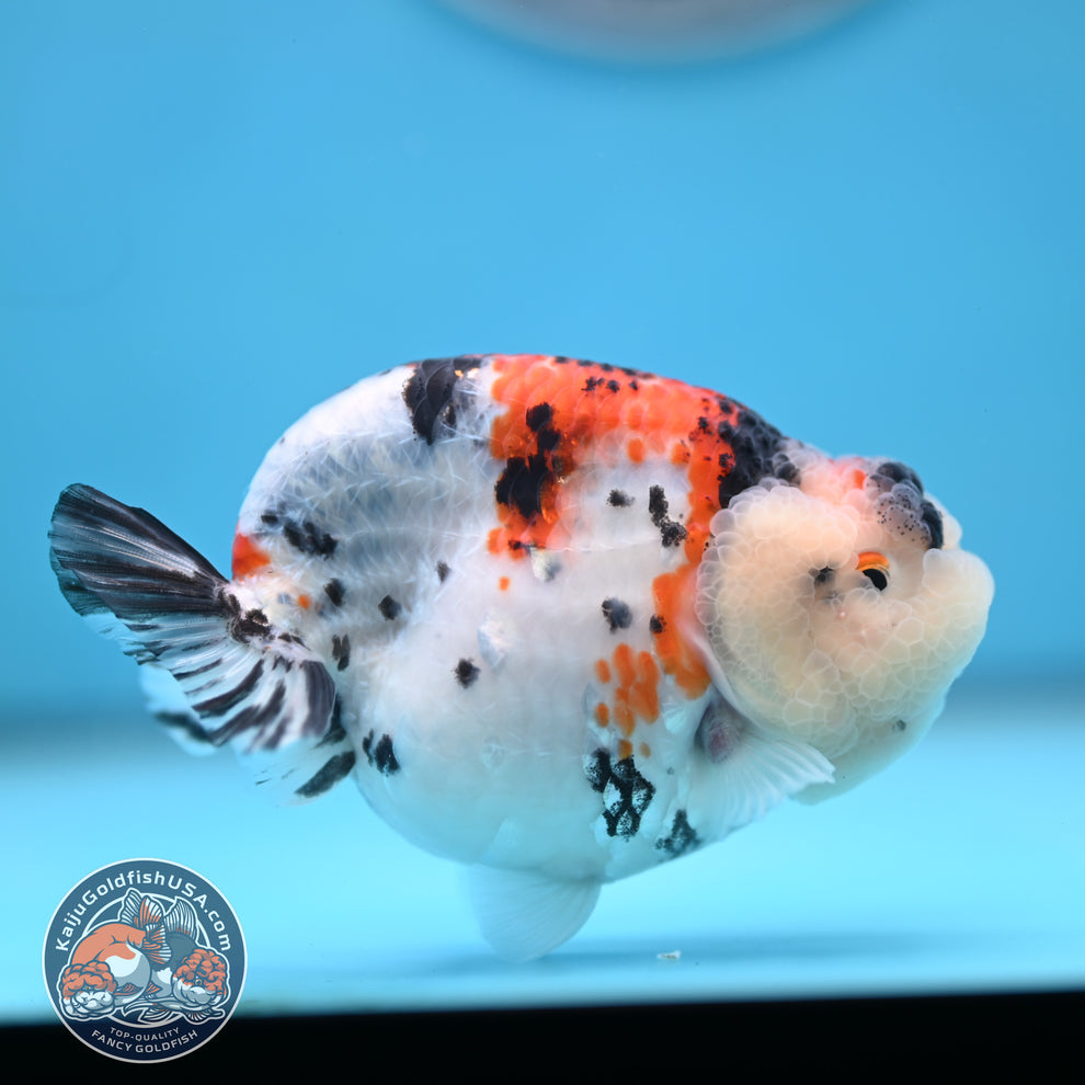 Tricolor Sakura Ranchu Goldfish for Sale | Kaiju Goldfish USA