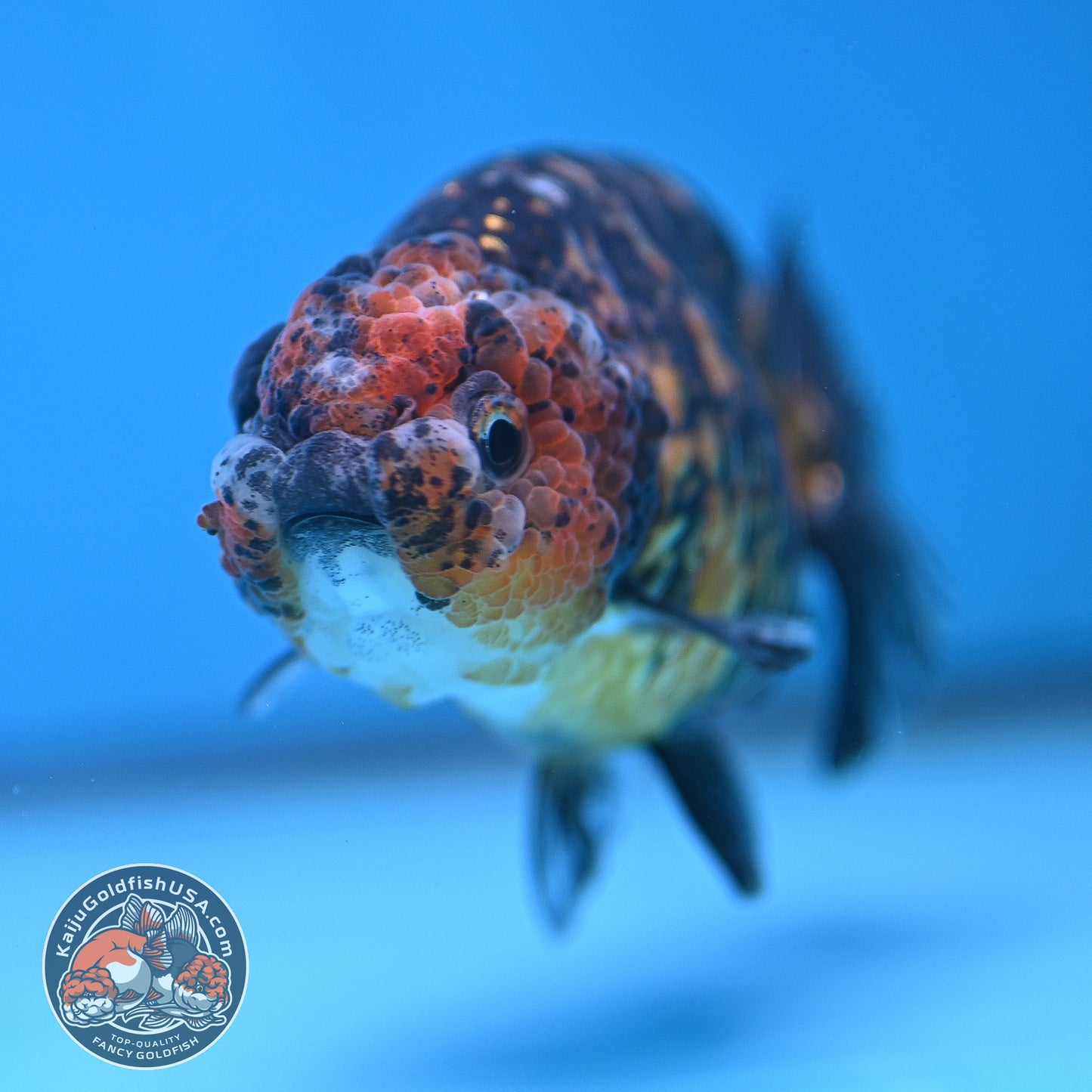 Tiger Ranchu 4 inch Body (250926_RC05)