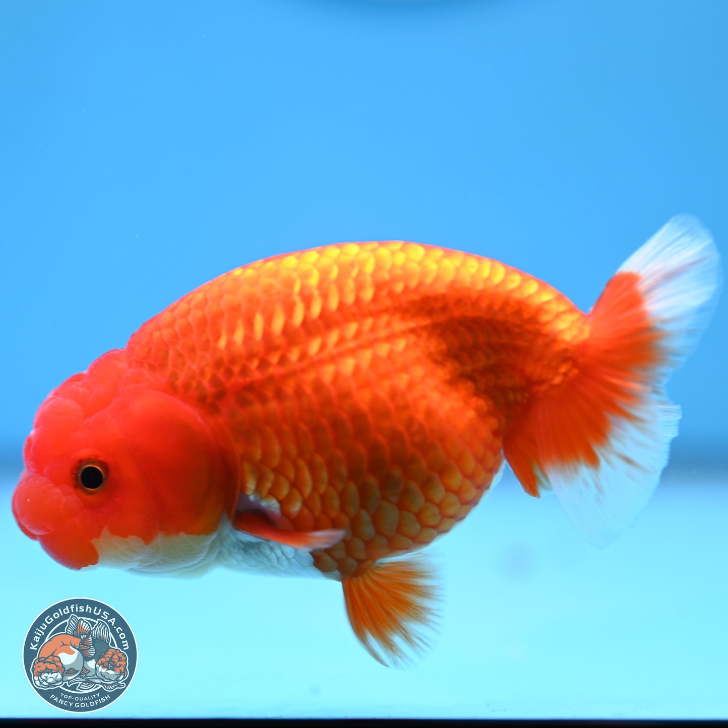 Red White Buffalo Ranchu 4in Body (240802_RC05) - Kaiju Goldfish USA