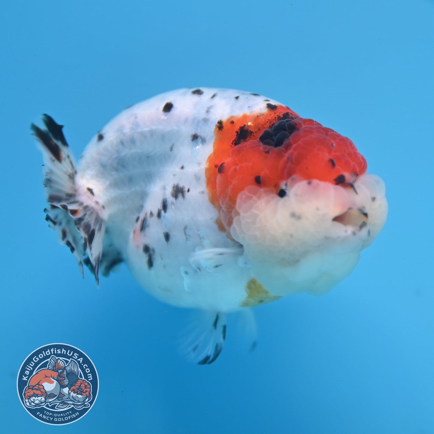 Calico Ranchu 3.5 inches Body (250523_RC05)