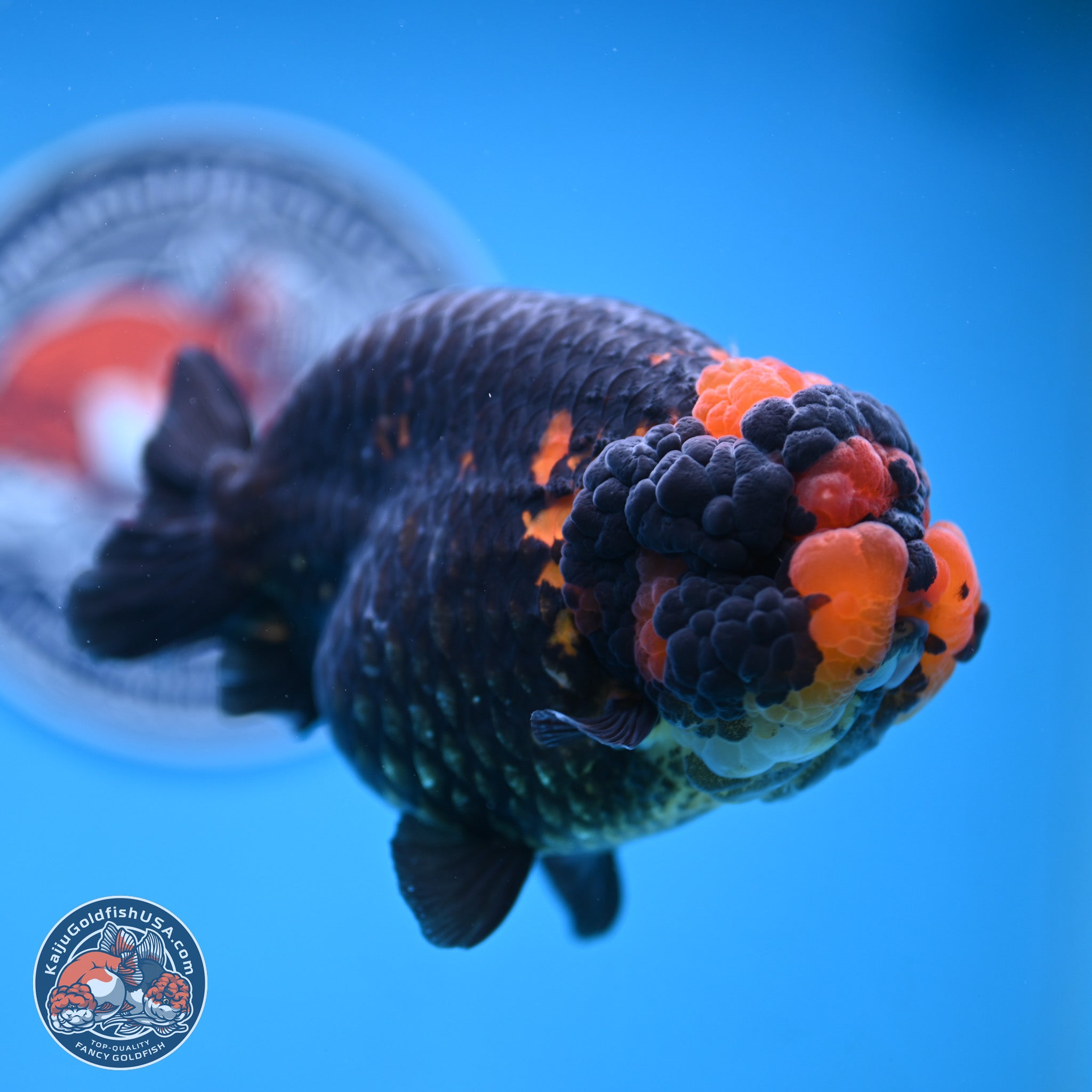 Jumbo Heavy Ink Apache Ranchu Goldfish for Sale | Kaiju Goldfish USA