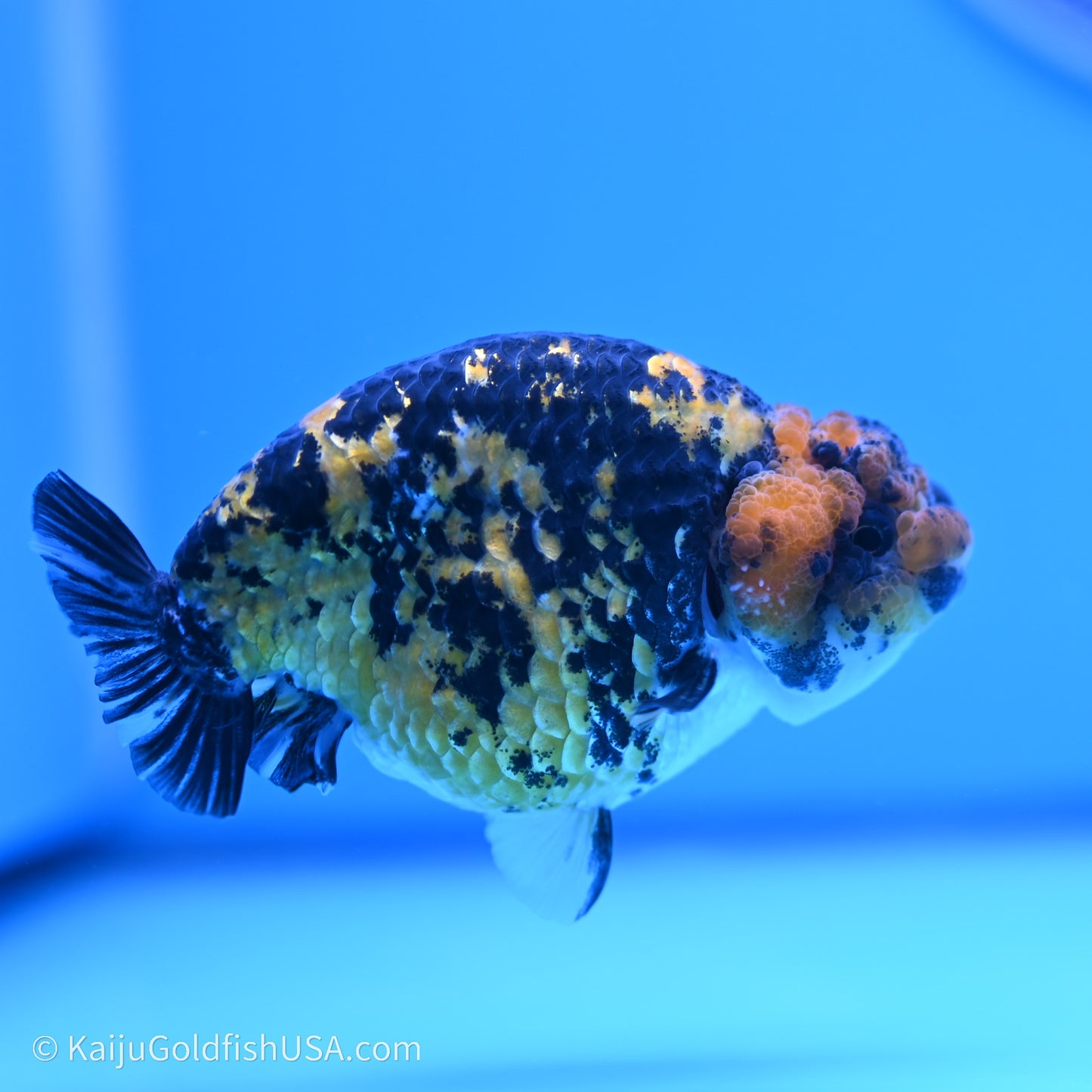 Tiger Ranchu 3.8 inches (240719_RC05) - Kaiju Goldfish USA