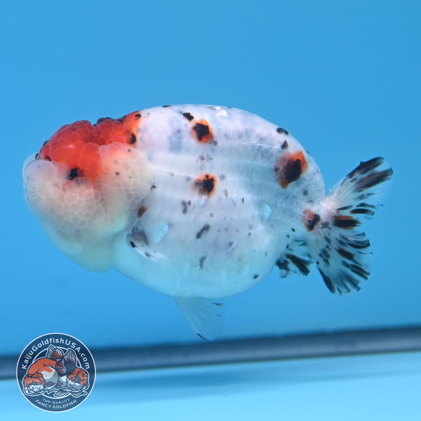 Calico Ranchu 3.5 inches Body (250523_RC05)