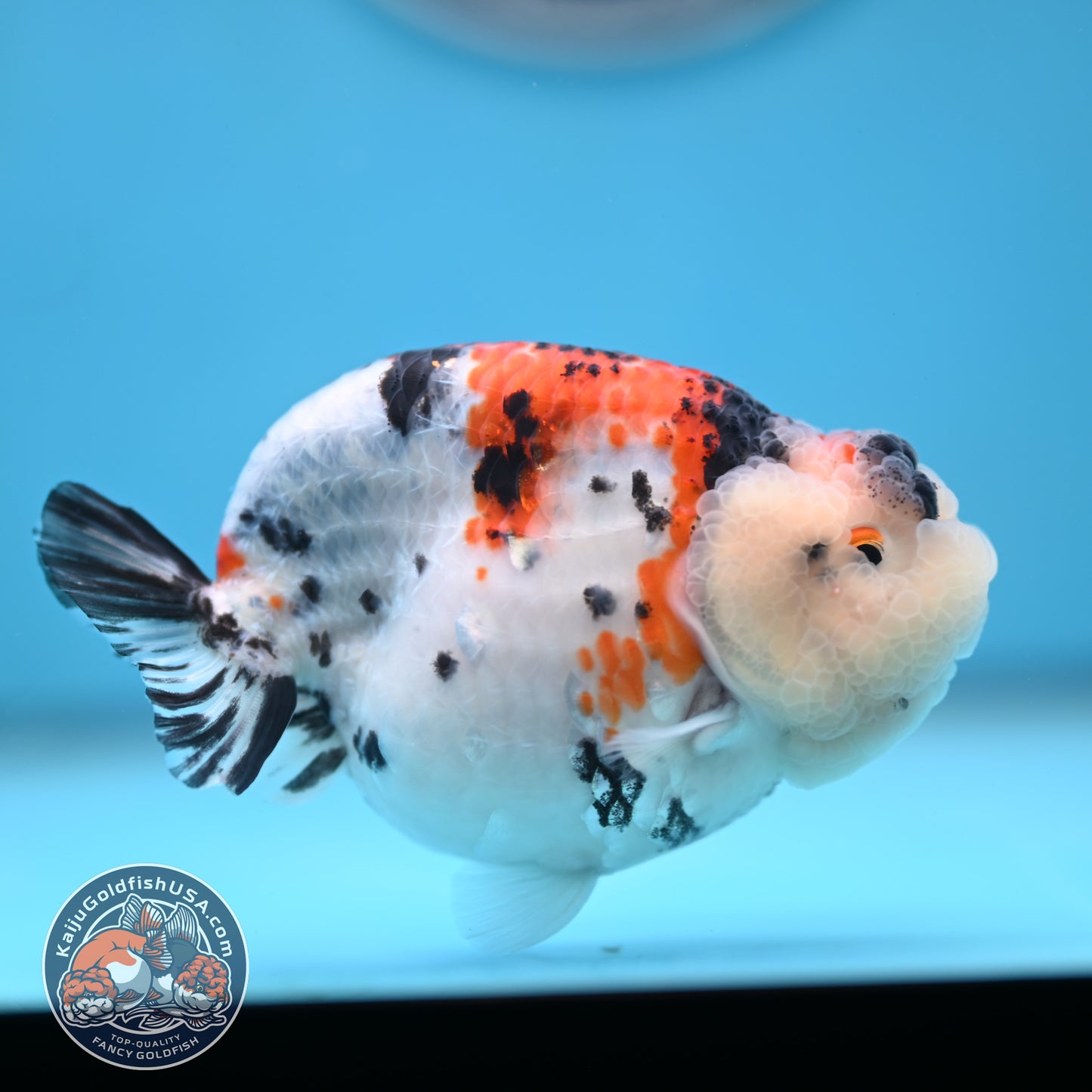 Tricolor Sakura Ranchu 3.8 inches Body (250509_RC05)
