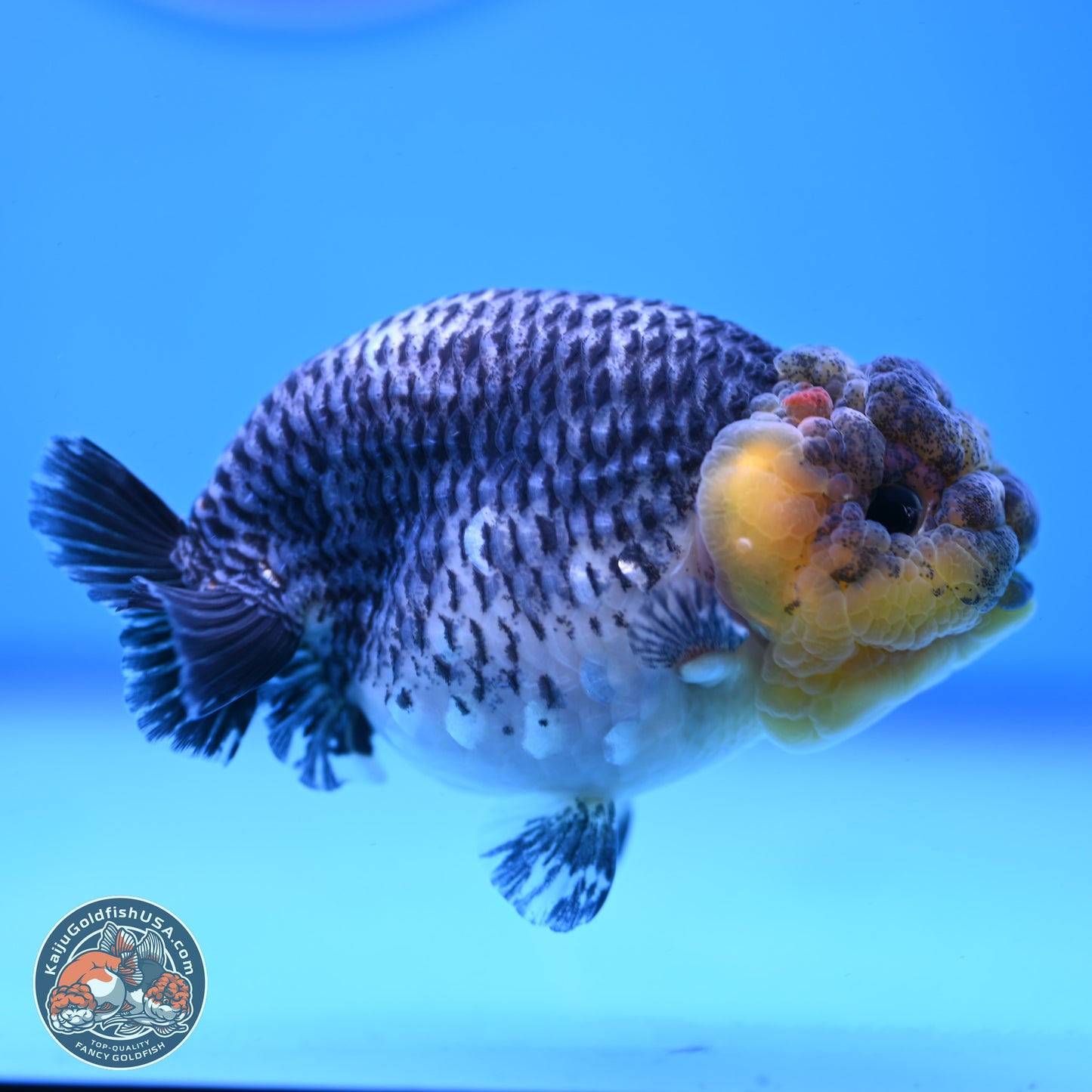 Blue Based Kirin Ranchu 3.8 inches Body - Female (250228_RC05)