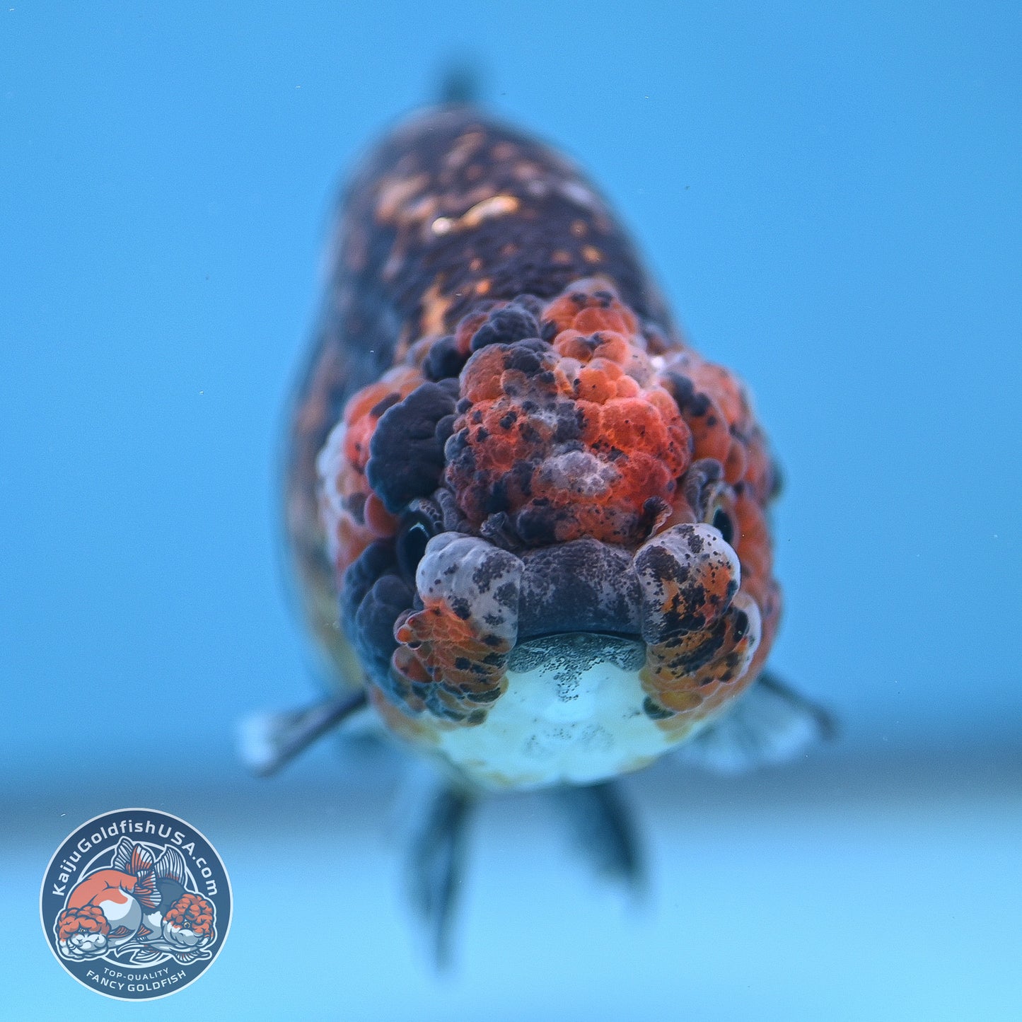 Tiger Ranchu 4 inch Body (250926_RC05)