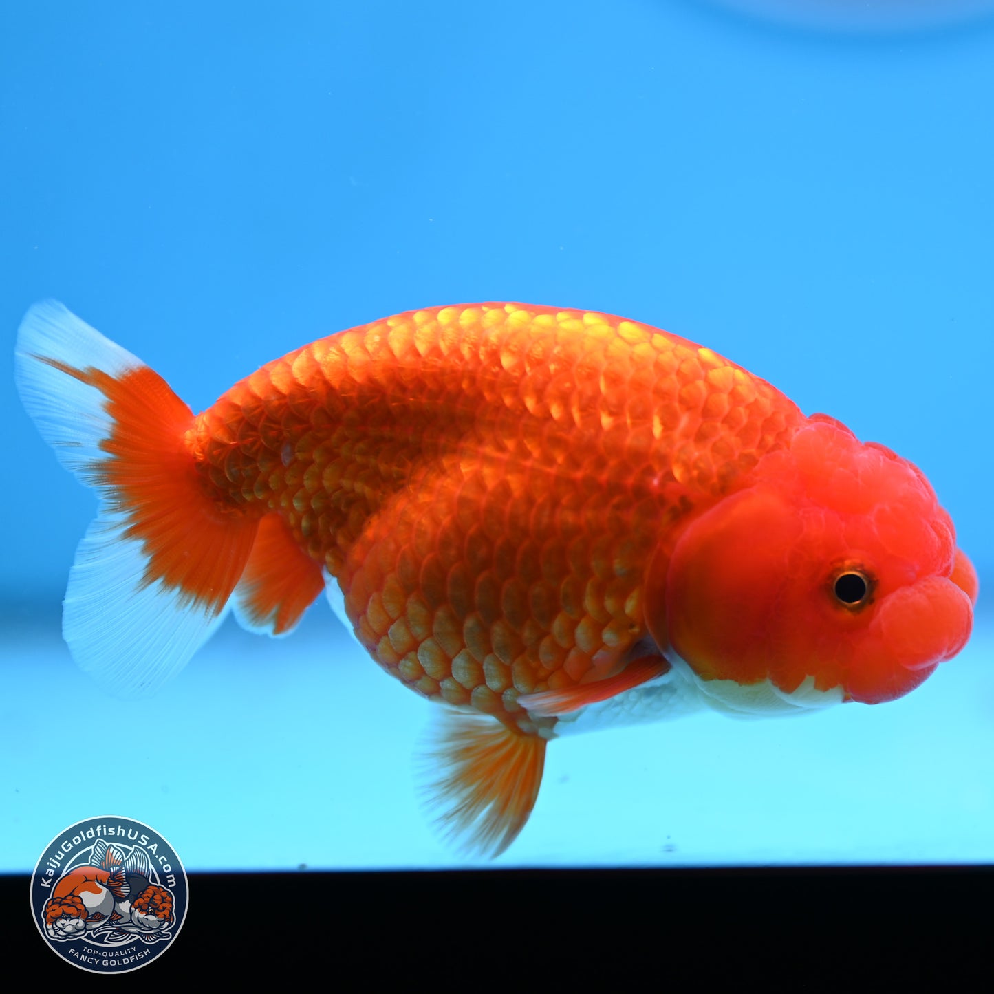 Red White Buffalo Ranchu 4in Body (240802_RC05) - Kaiju Goldfish USA