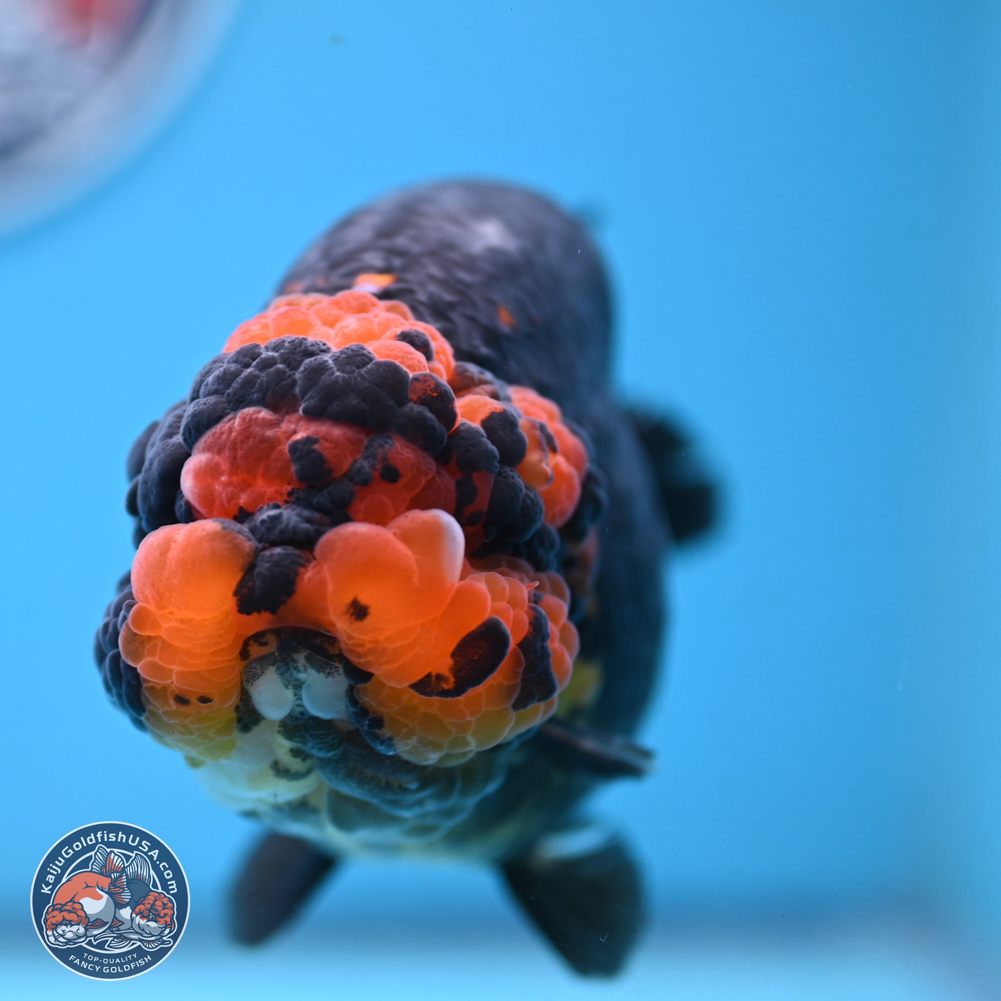 Jumbo Heavy Ink Apache Ranchu 5.5 inches Body - Female (250103_RC05) - Kaiju Goldfish USA