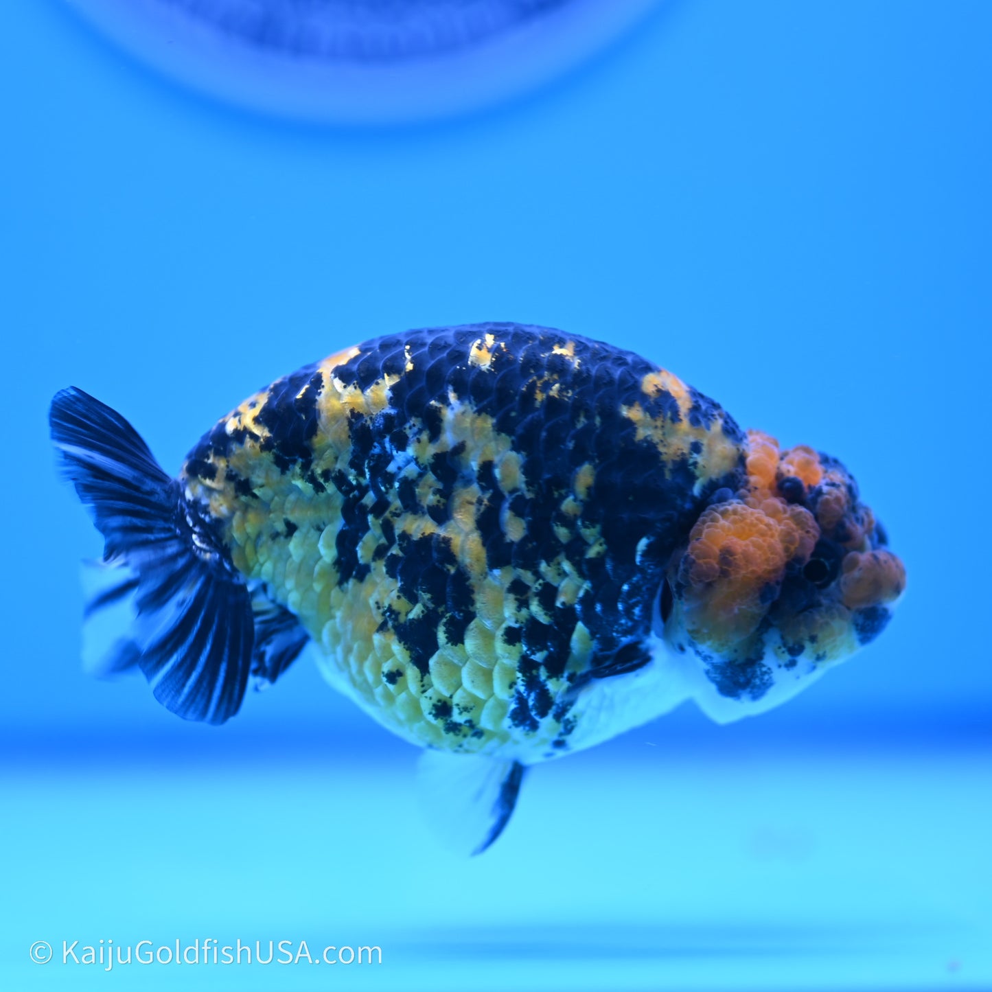 Tiger Ranchu 3.8 inches (240719_RC05) - Kaiju Goldfish USA