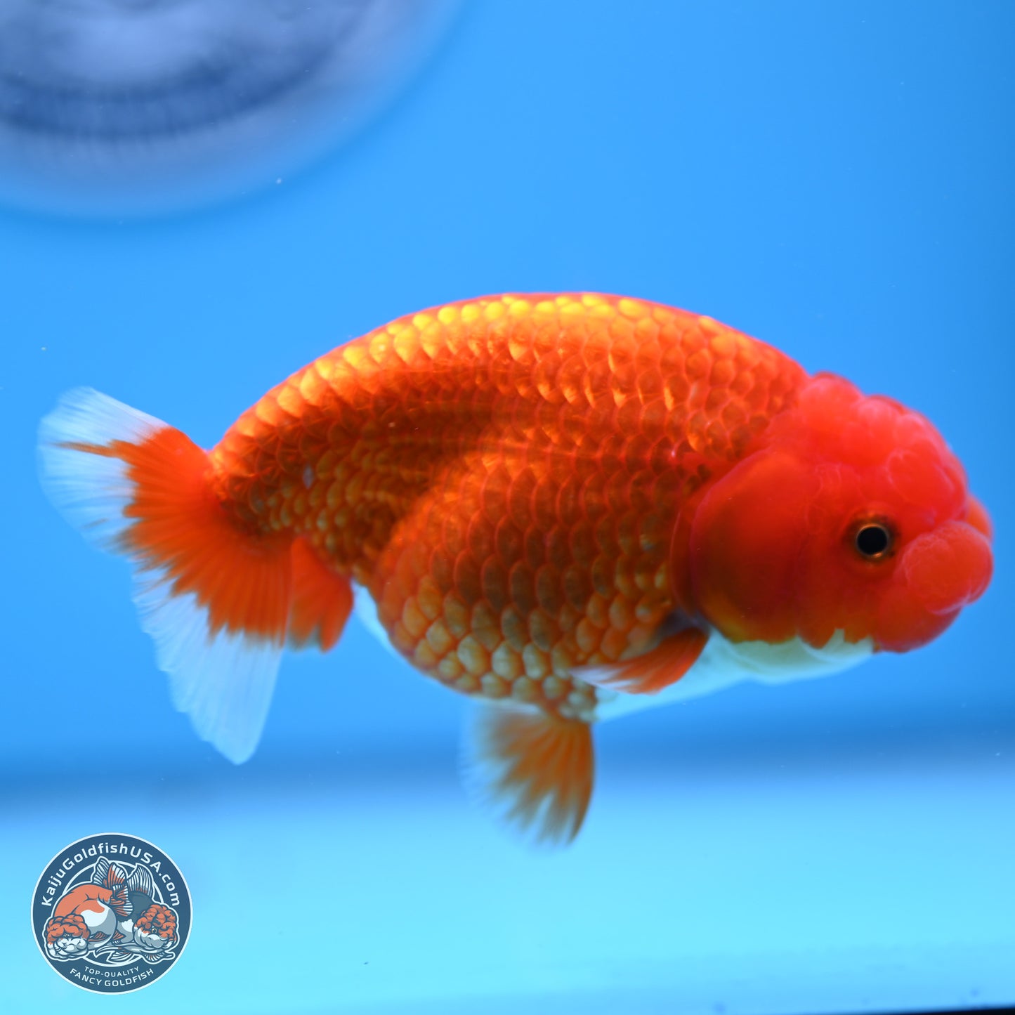 Red White Buffalo Ranchu 4in Body (240802_RC05) - Kaiju Goldfish USA