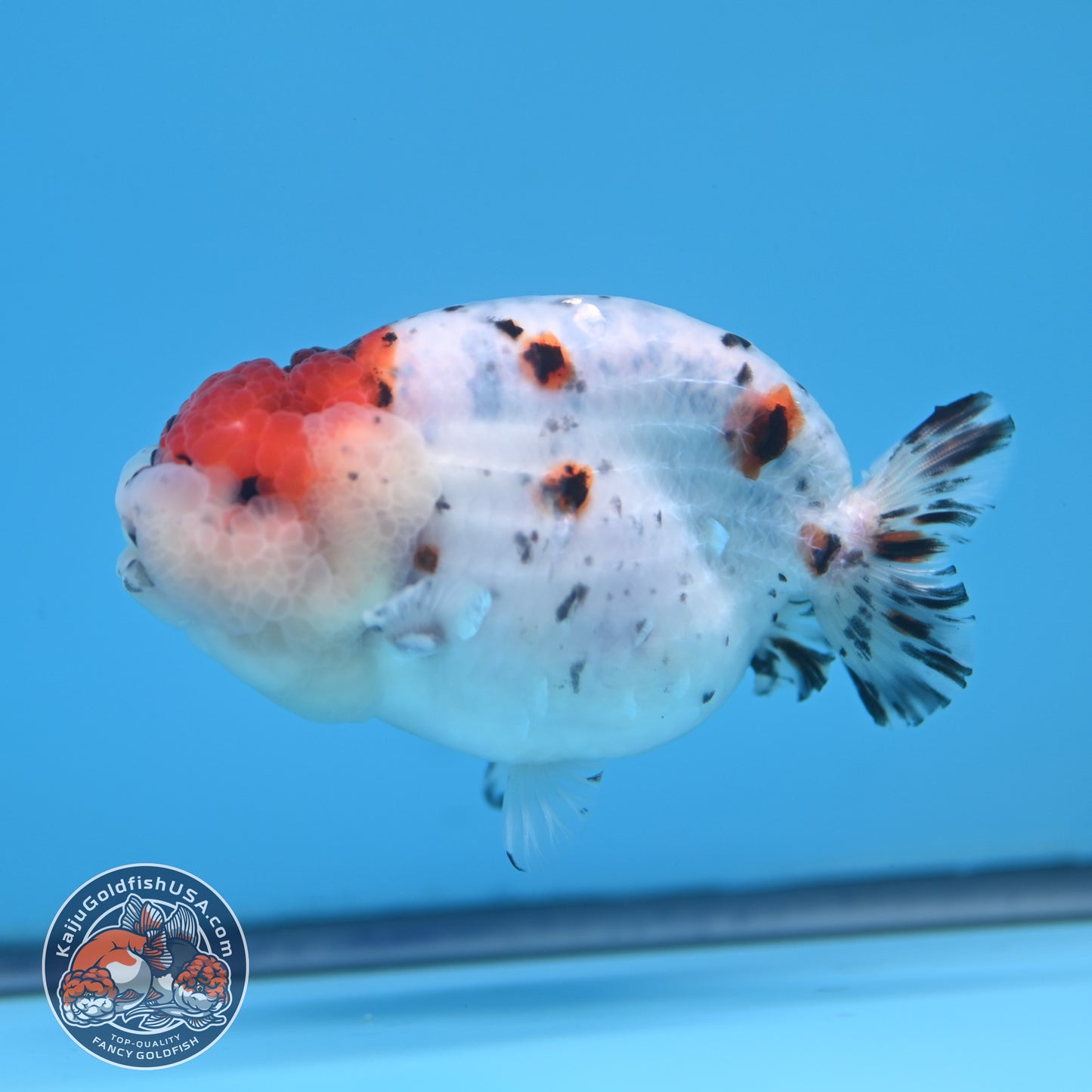 Calico Ranchu 3.5 inches Body (250523_RC05)
