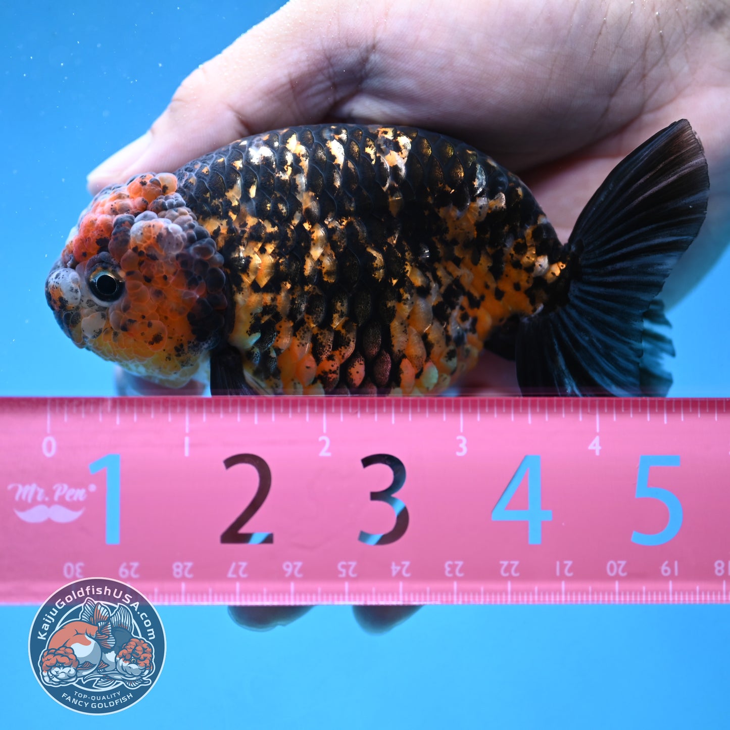Tiger Ranchu 4 inch Body (250926_RC05)