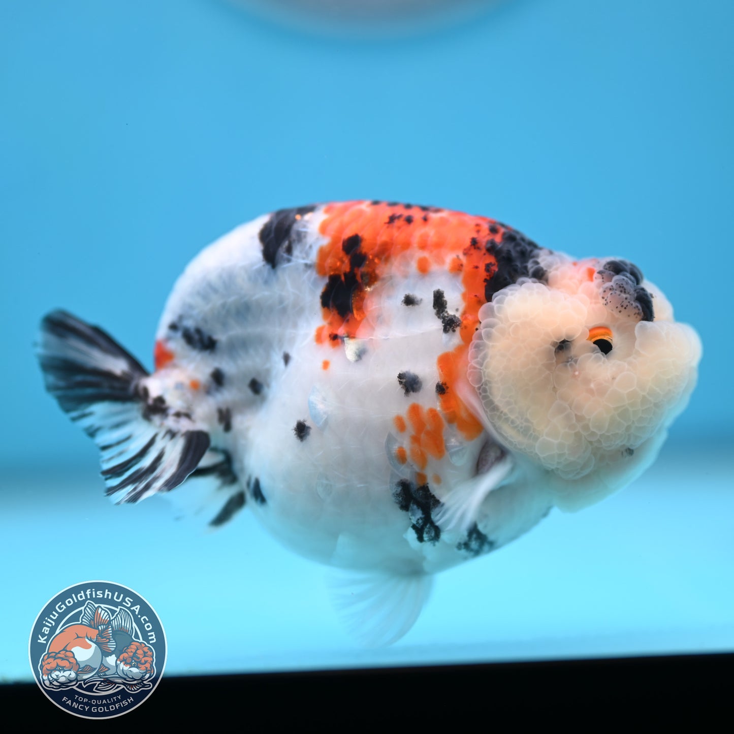 Tricolor Sakura Ranchu 3.8 inches Body (250509_RC05)