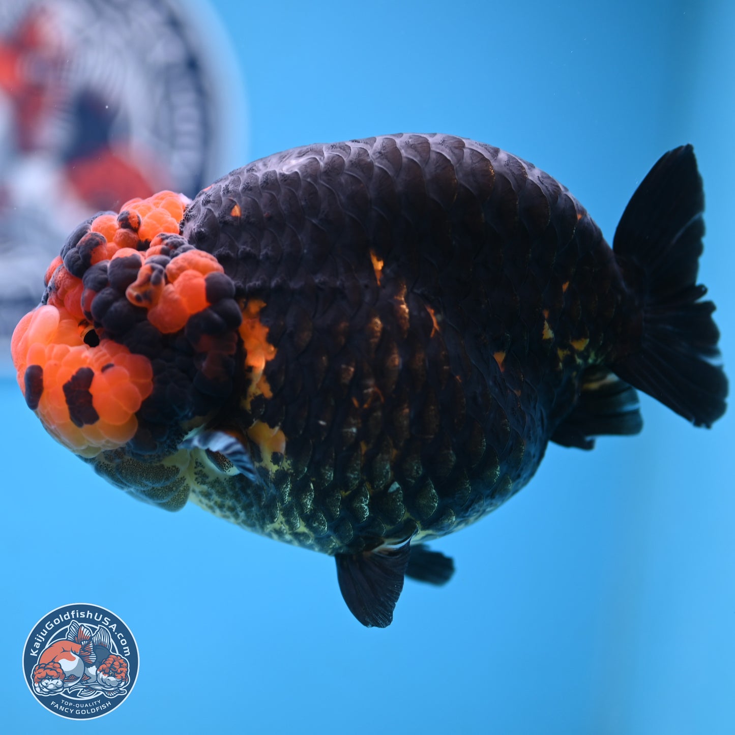 Jumbo Heavy Ink Apache Ranchu 5.5 inches Body - Female (250103_RC05) - Kaiju Goldfish USA