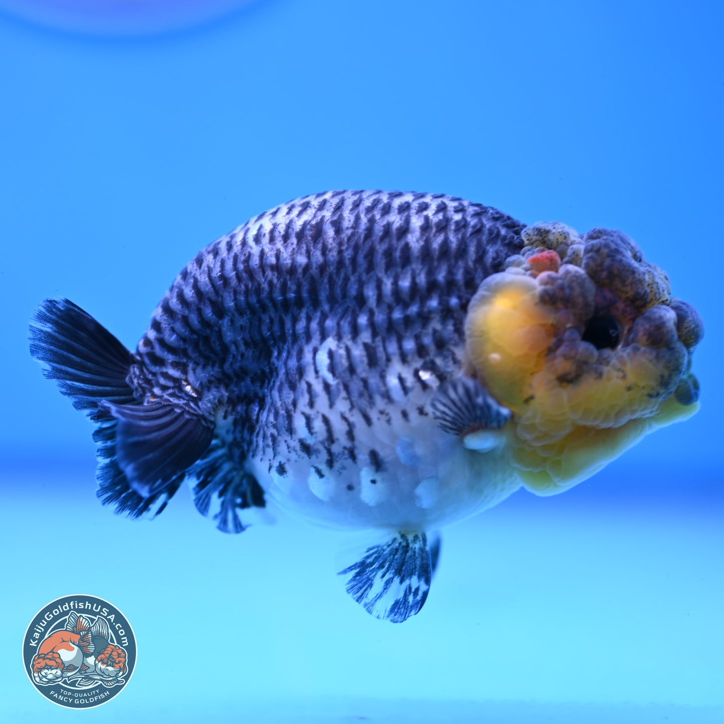 Blue Based Kirin Ranchu 3.8 inches Body - Female (250228_RC05)