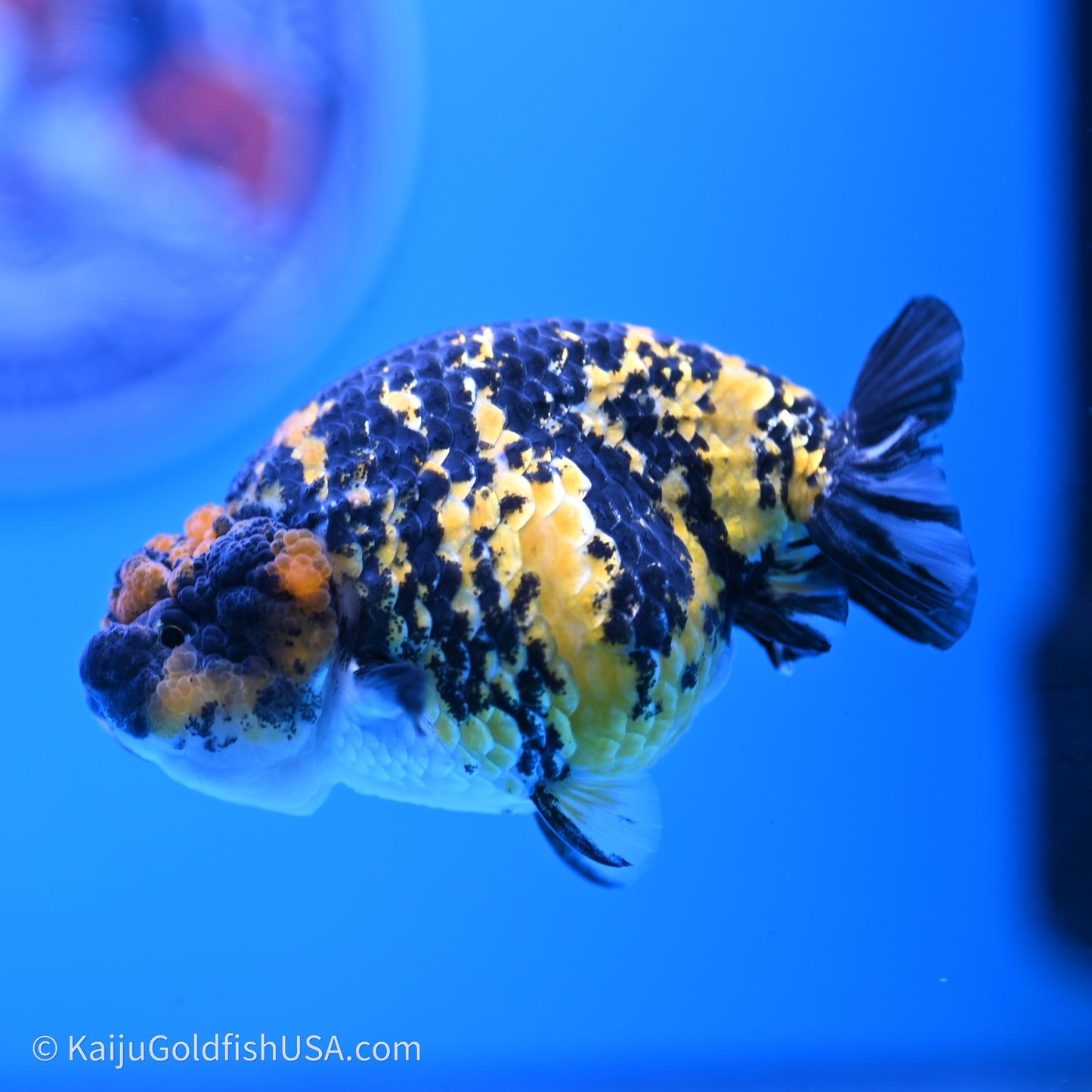 Tiger Ranchu 3.8 inches (240719_RC05) - Kaiju Goldfish USA