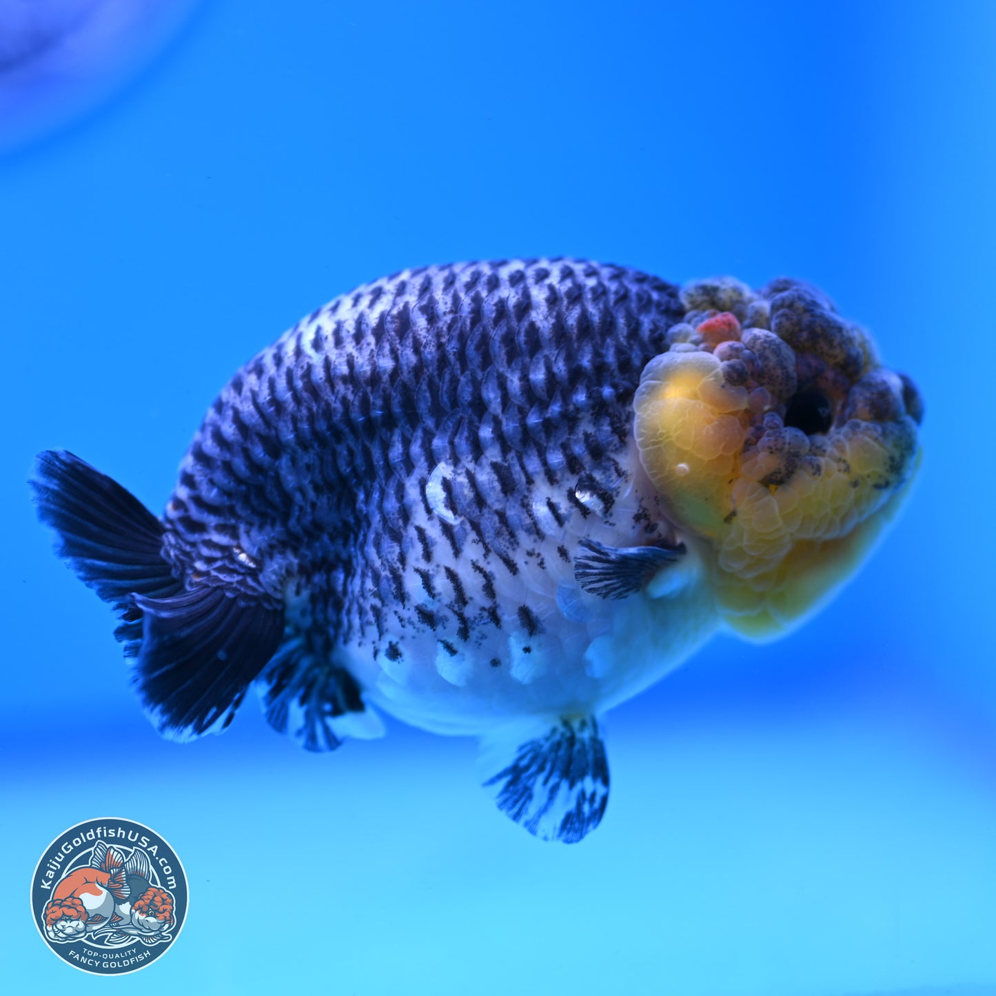 Blue Based Kirin Ranchu 3.8 inches Body - Female (250228_RC05)