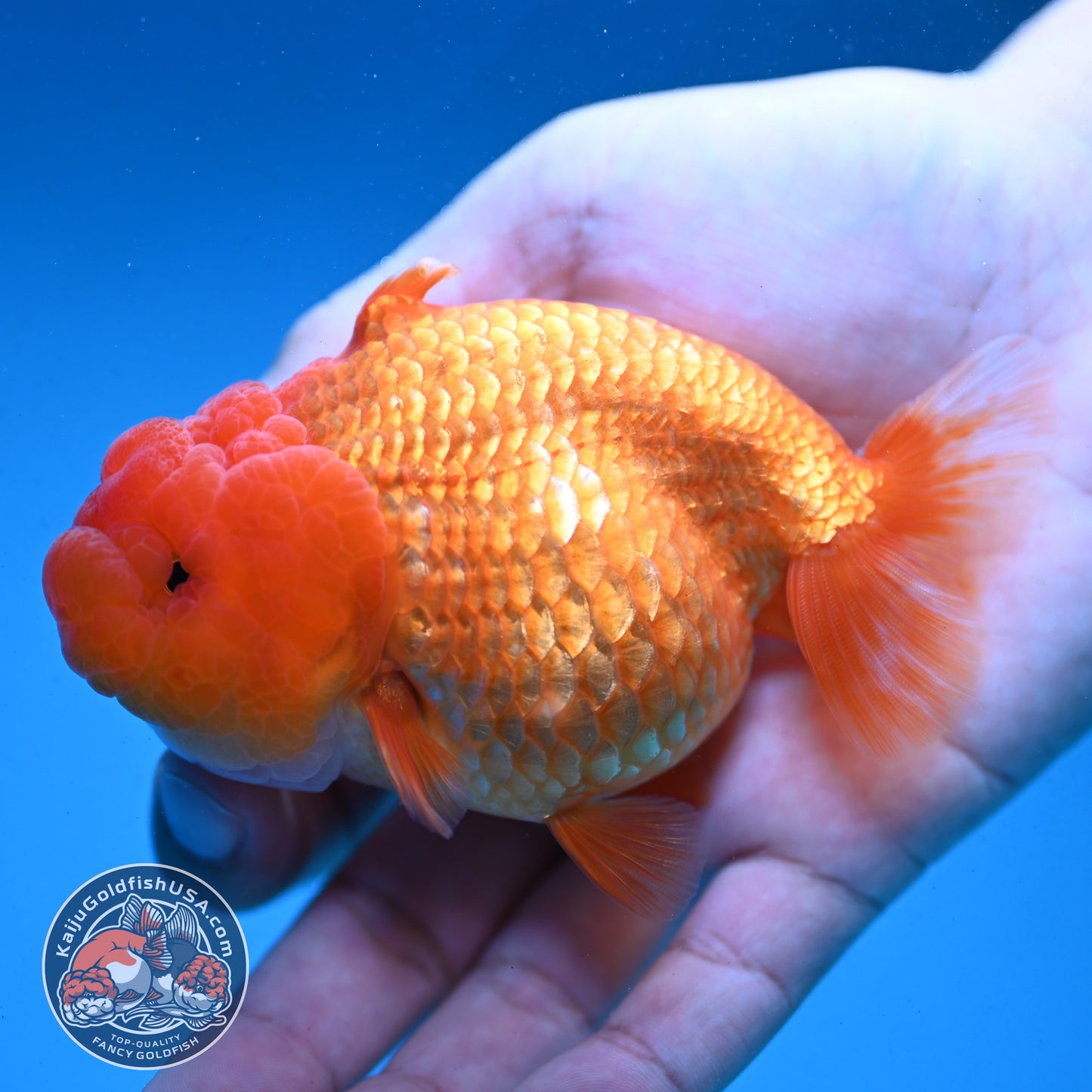 Red White Sharkfin  Buffalo Ranchu 4 inch Body (251003_RC05)