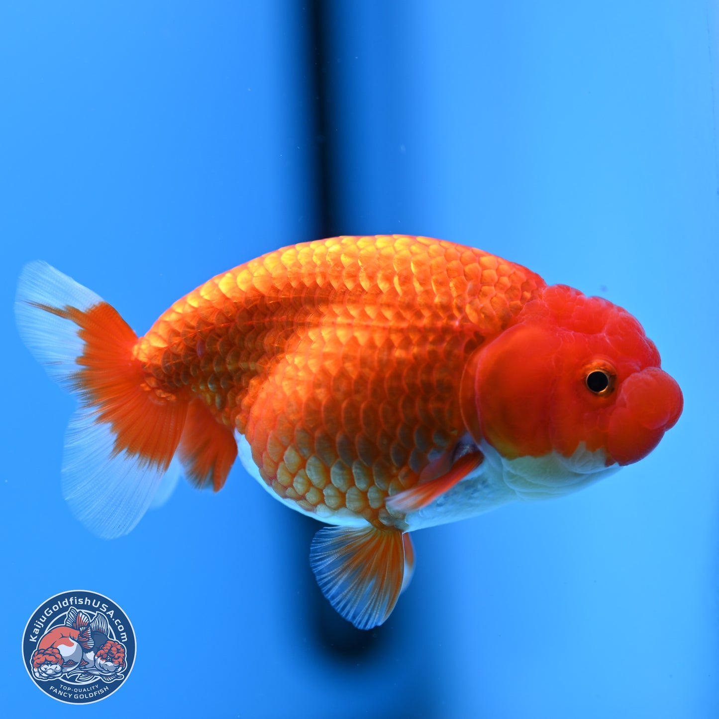 Red White Buffalo Ranchu 4in Body (240802_RC05) - Kaiju Goldfish USA