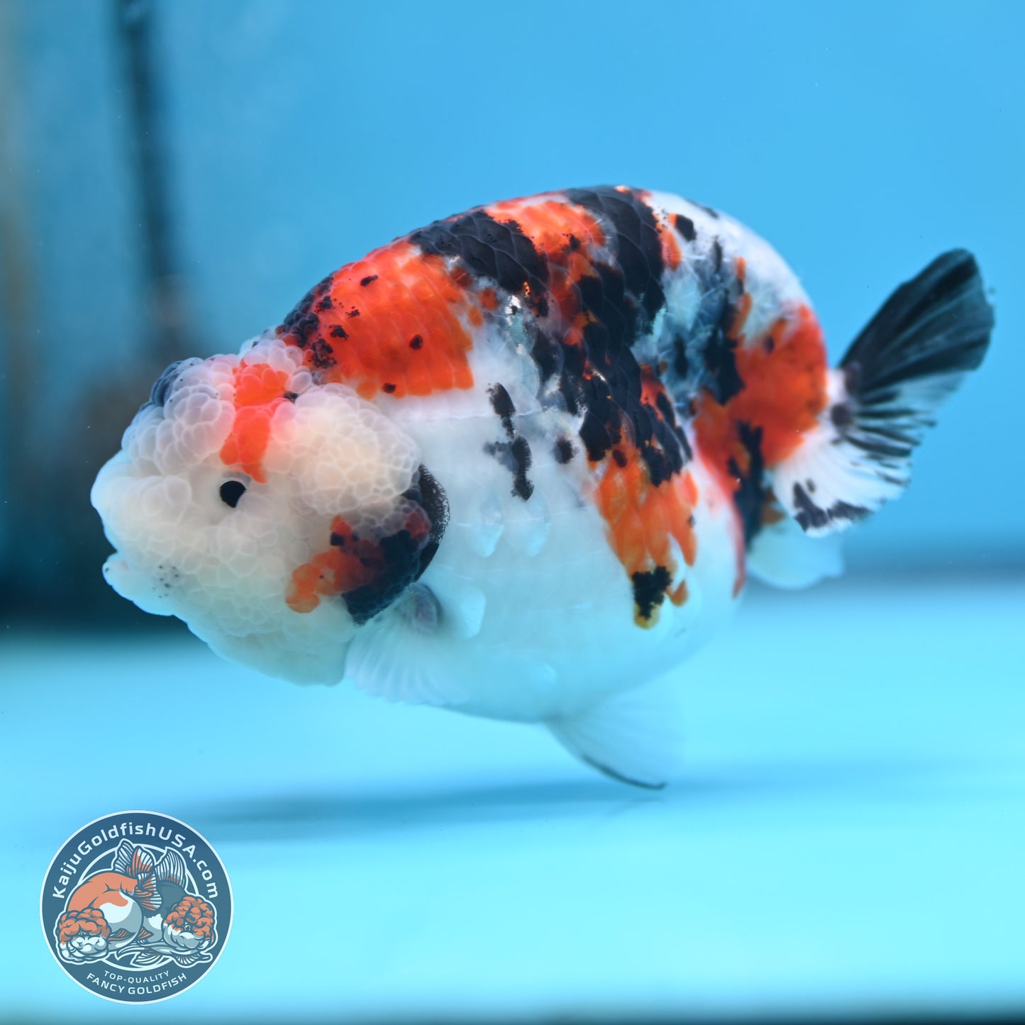 Tricolor Sakura Ranchu 3.8 inches Body (250509_RC05)