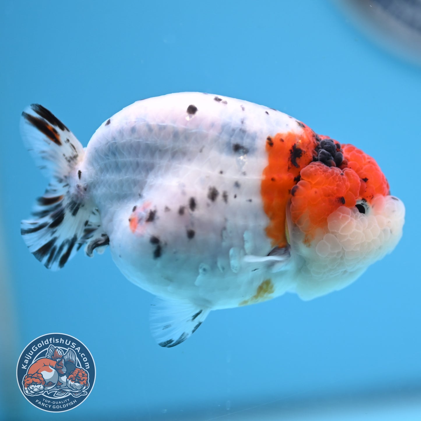 Calico Ranchu 3.5 inches Body (250523_RC05)