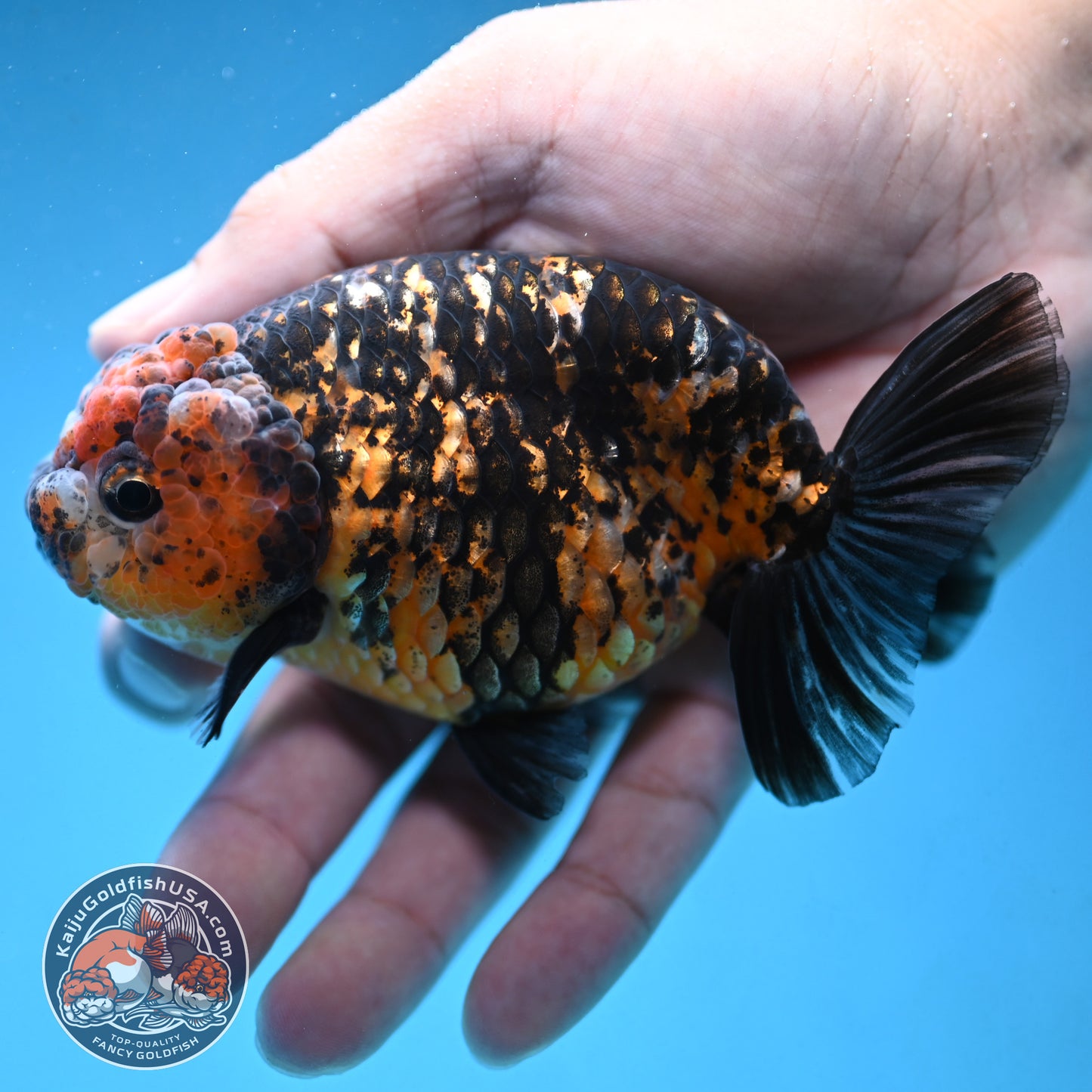 Tiger Ranchu 4 inch Body (250926_RC05)