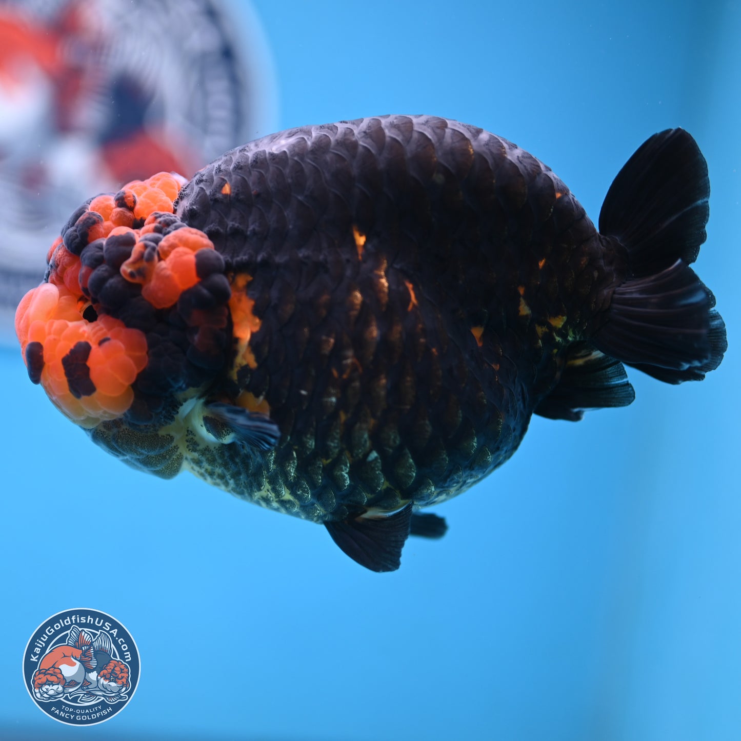 Jumbo Heavy Ink Apache Ranchu 5.5 inches Body - Female (250103_RC05) - Kaiju Goldfish USA