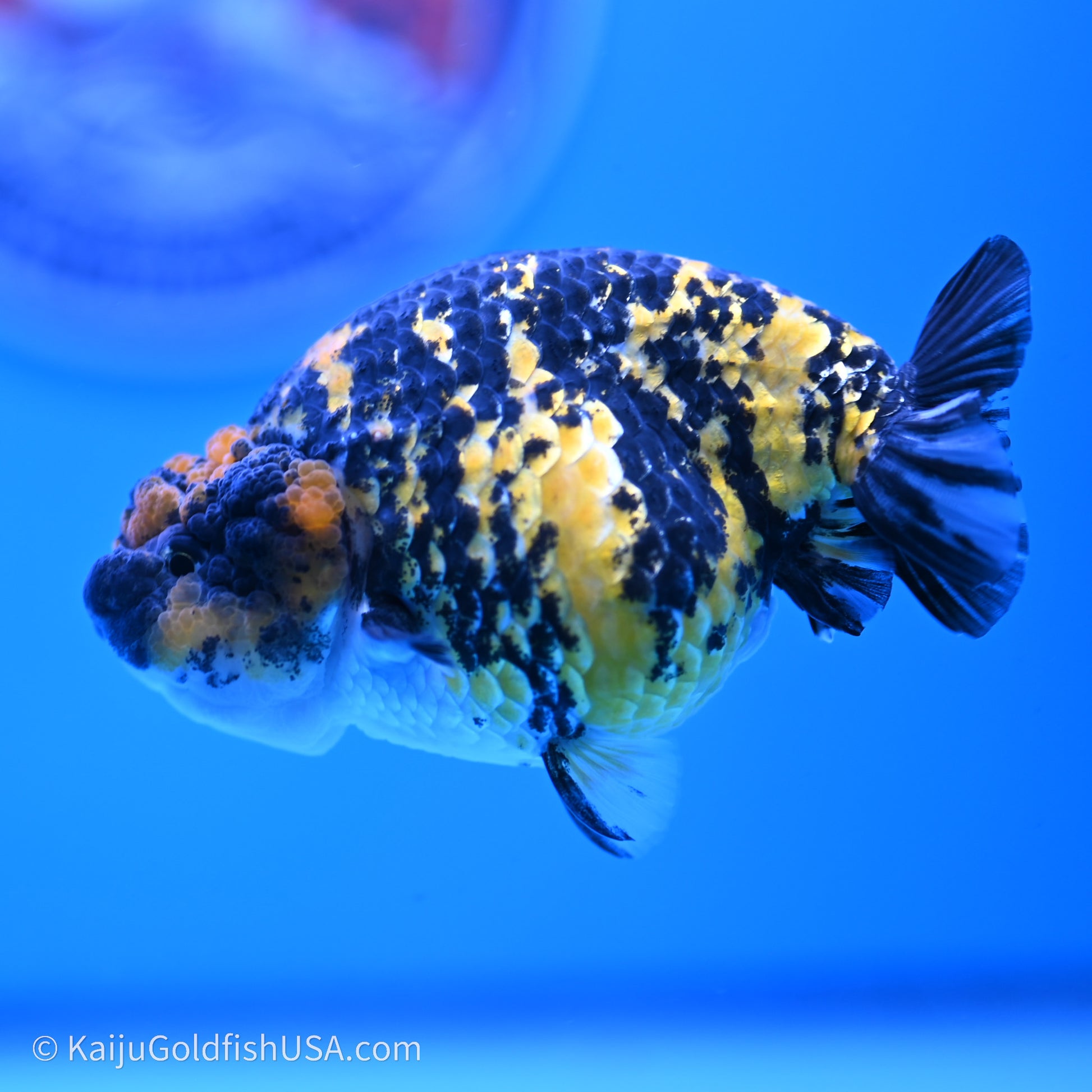 Tiger Ranchu 3.8 inches (240719_RC05) - Kaiju Goldfish USA