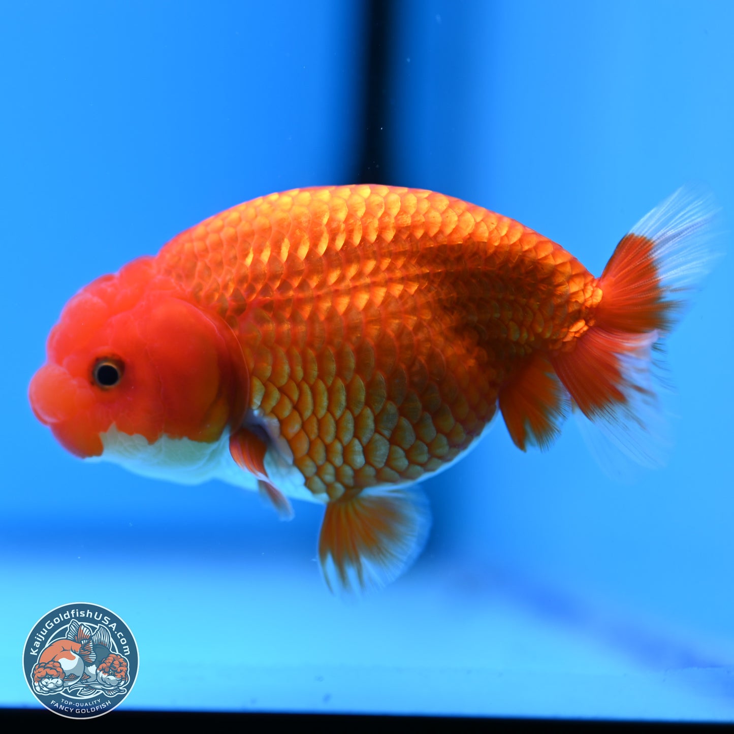 Red White Buffalo Ranchu 4in Body (240802_RC05) - Kaiju Goldfish USA