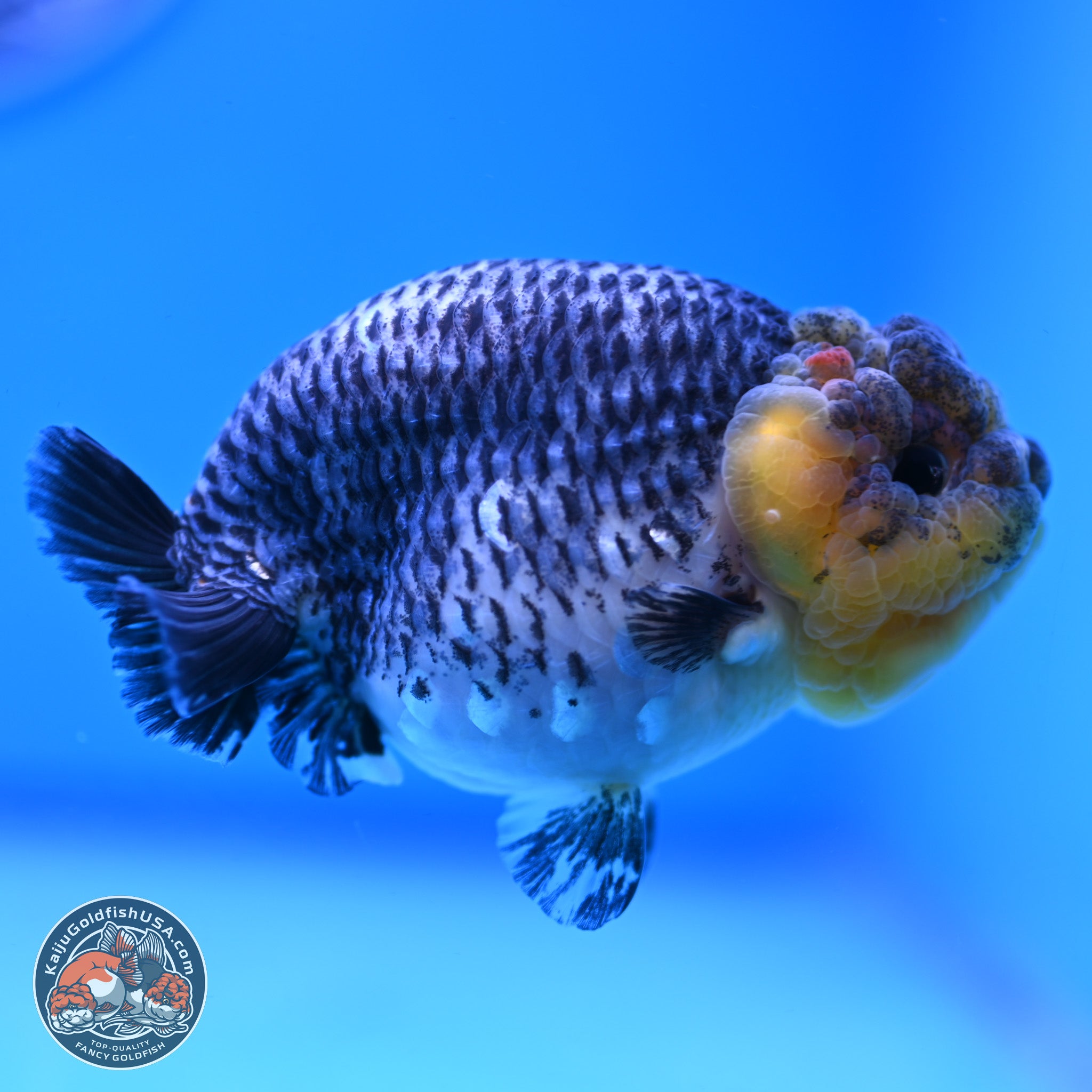 Blue Based Kirin Ranchu Goldfish for Sale | Kaiju Goldfish USA