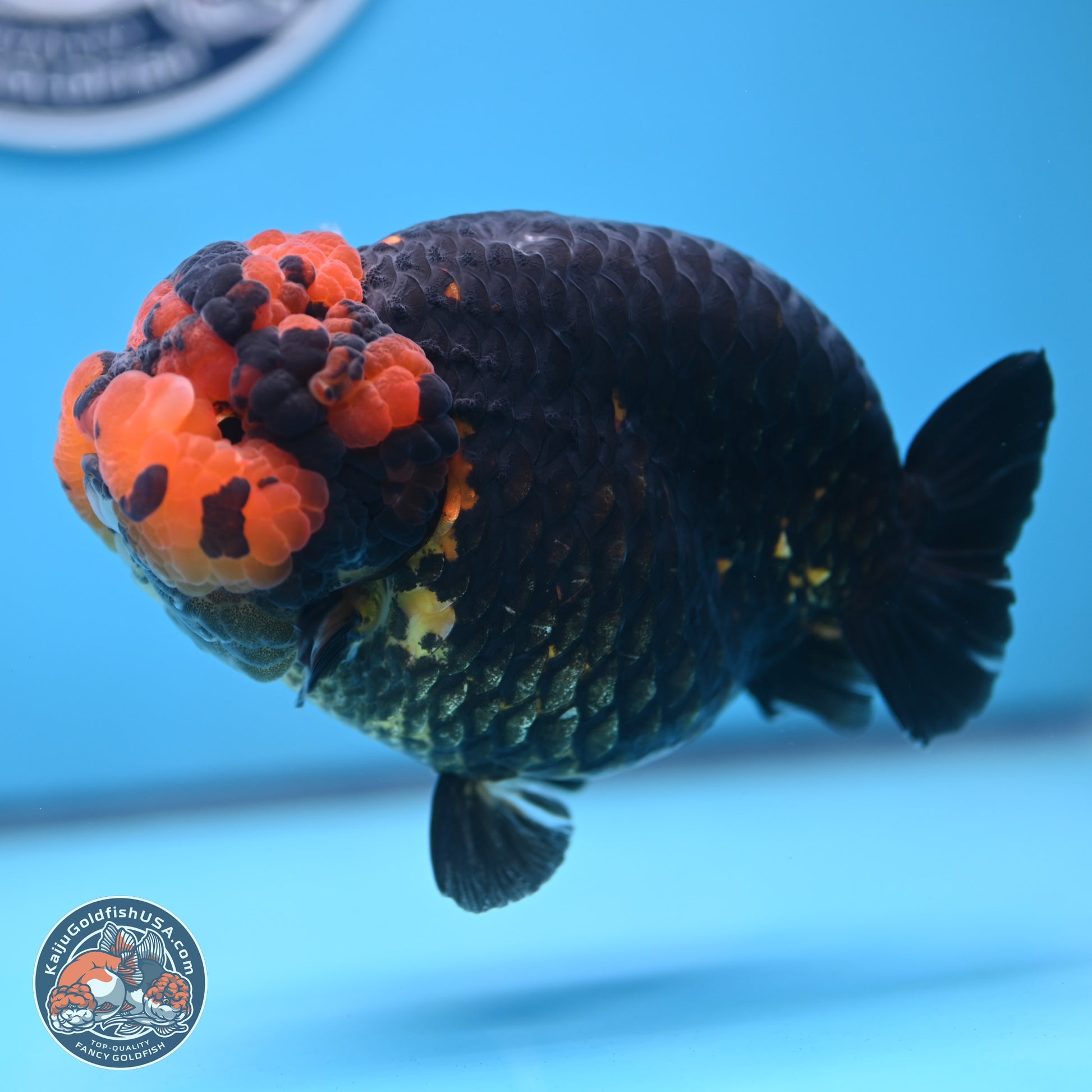 Jumbo Heavy Ink Apache Ranchu 5.5 inches Body - Female (250103_RC05) - Kaiju Goldfish USA